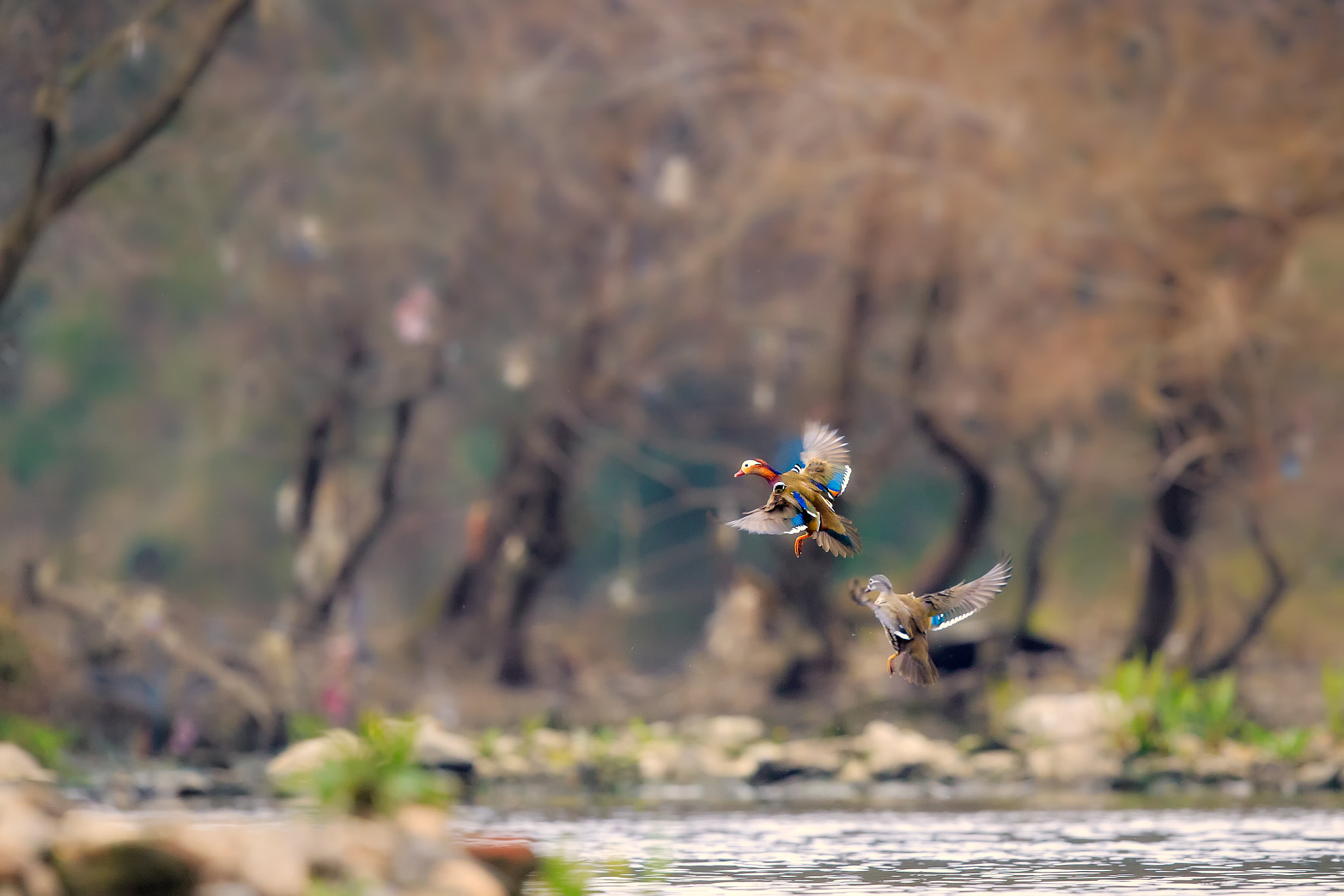 Canon EF 600mm F4L IS II USM sample photo. Untitled photography