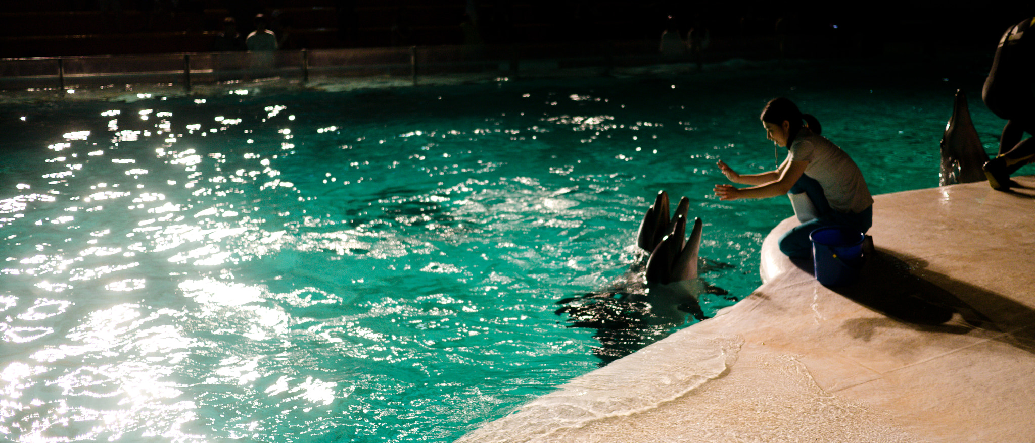 Panasonic Lumix DMC-GX1 + Panasonic Lumix G 20mm F1.7 ASPH sample photo. Dolphin show #1 photography