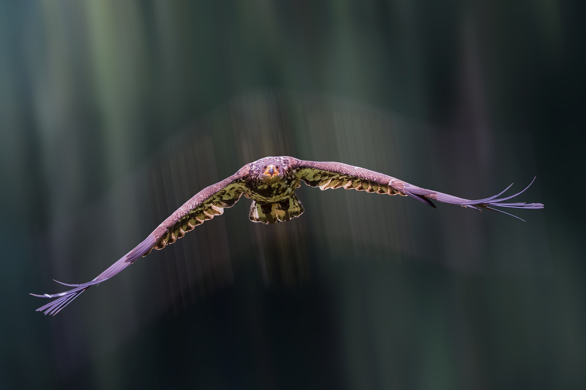 Canon EF 400mm F2.8L IS II USM sample photo. Timeline.... photography