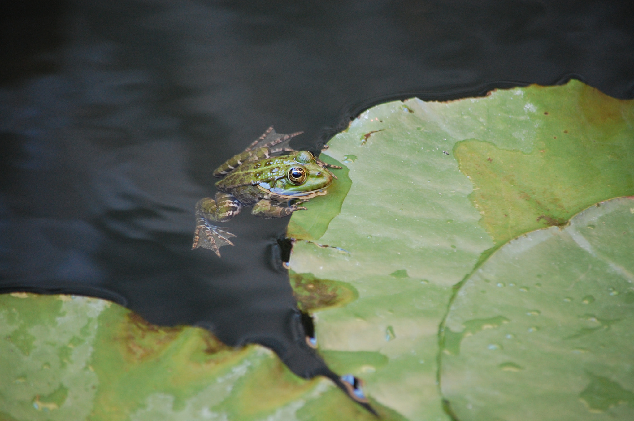 Nikon D40 sample photo. Frog photography