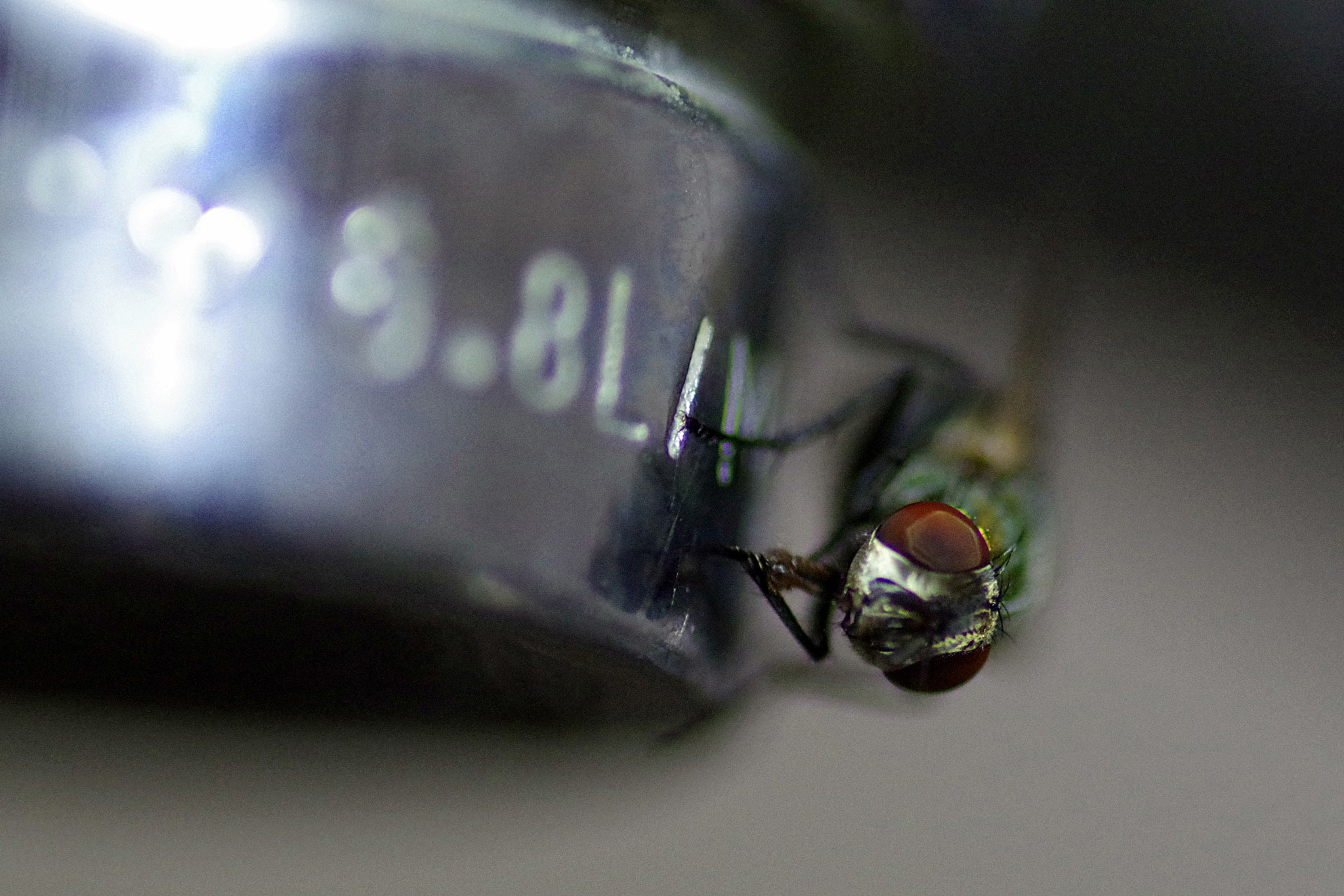Pentax smc D-FA 100mm F2.8 Macro WR sample photo. La mosca photography