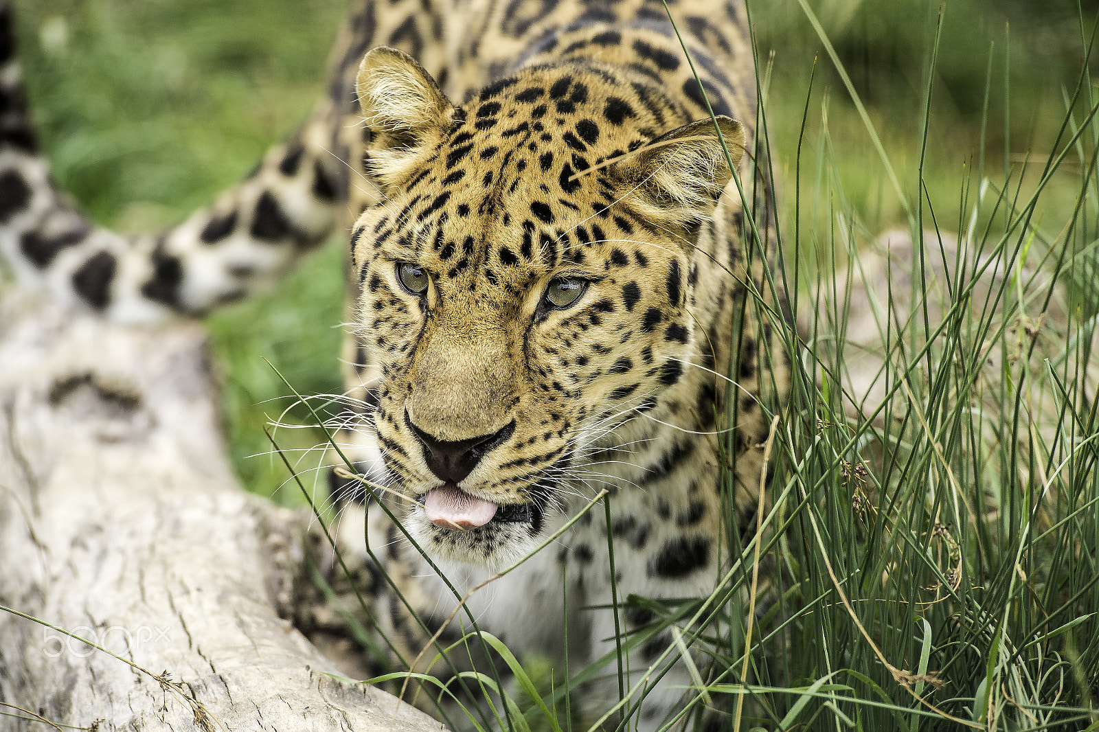 Nikon AF-S Nikkor 70-200mm F2.8G ED VR II sample photo. Amur leopard series photography