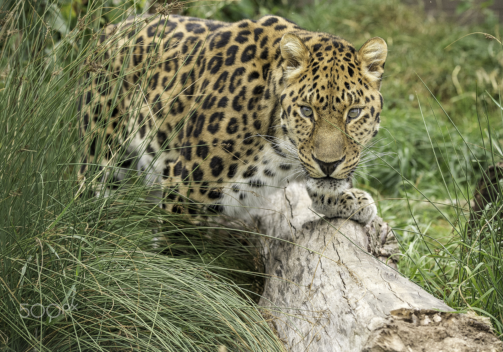 Nikon AF-S Nikkor 70-200mm F2.8G ED VR II sample photo. Amur leopard series photography
