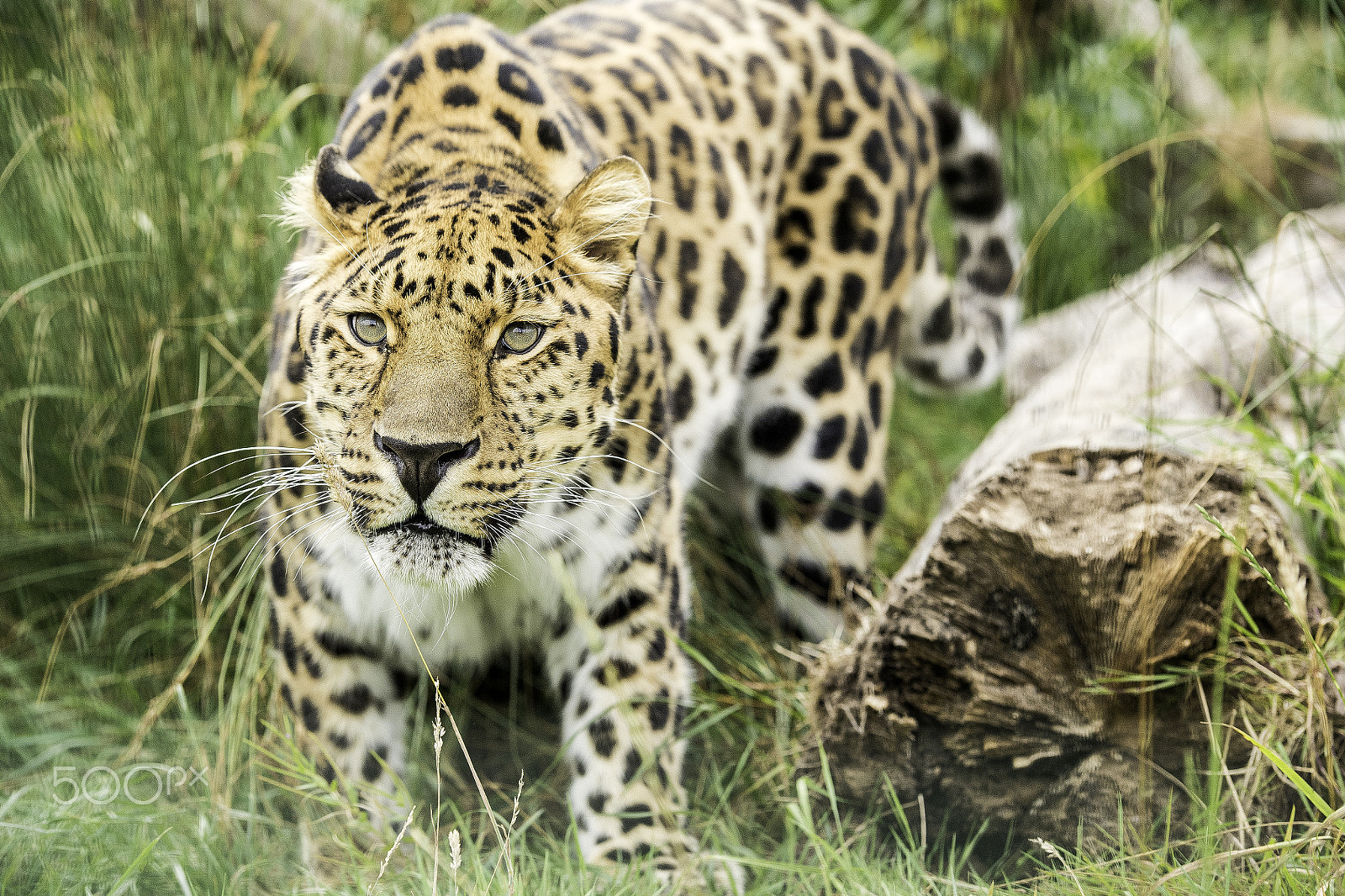 Nikon AF-S Nikkor 70-200mm F2.8G ED VR II sample photo. Amur leopard series photography
