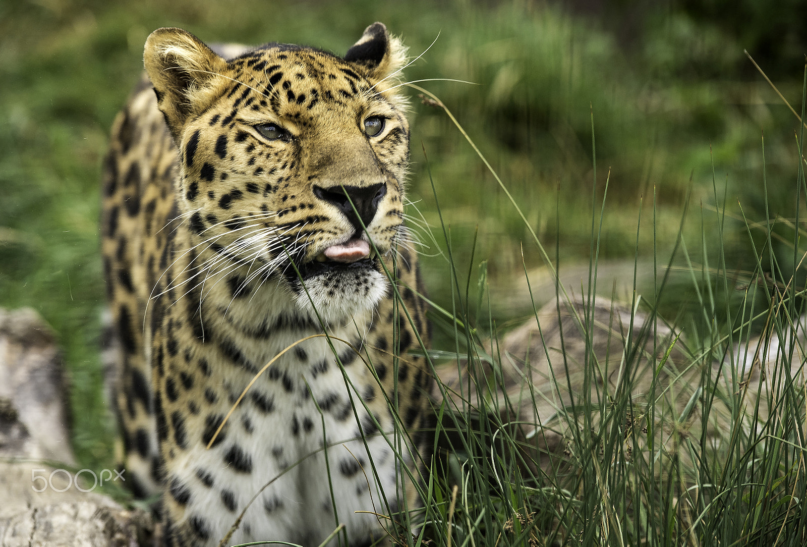 Nikon AF-S Nikkor 70-200mm F2.8G ED VR II sample photo. Amur leopard series photography