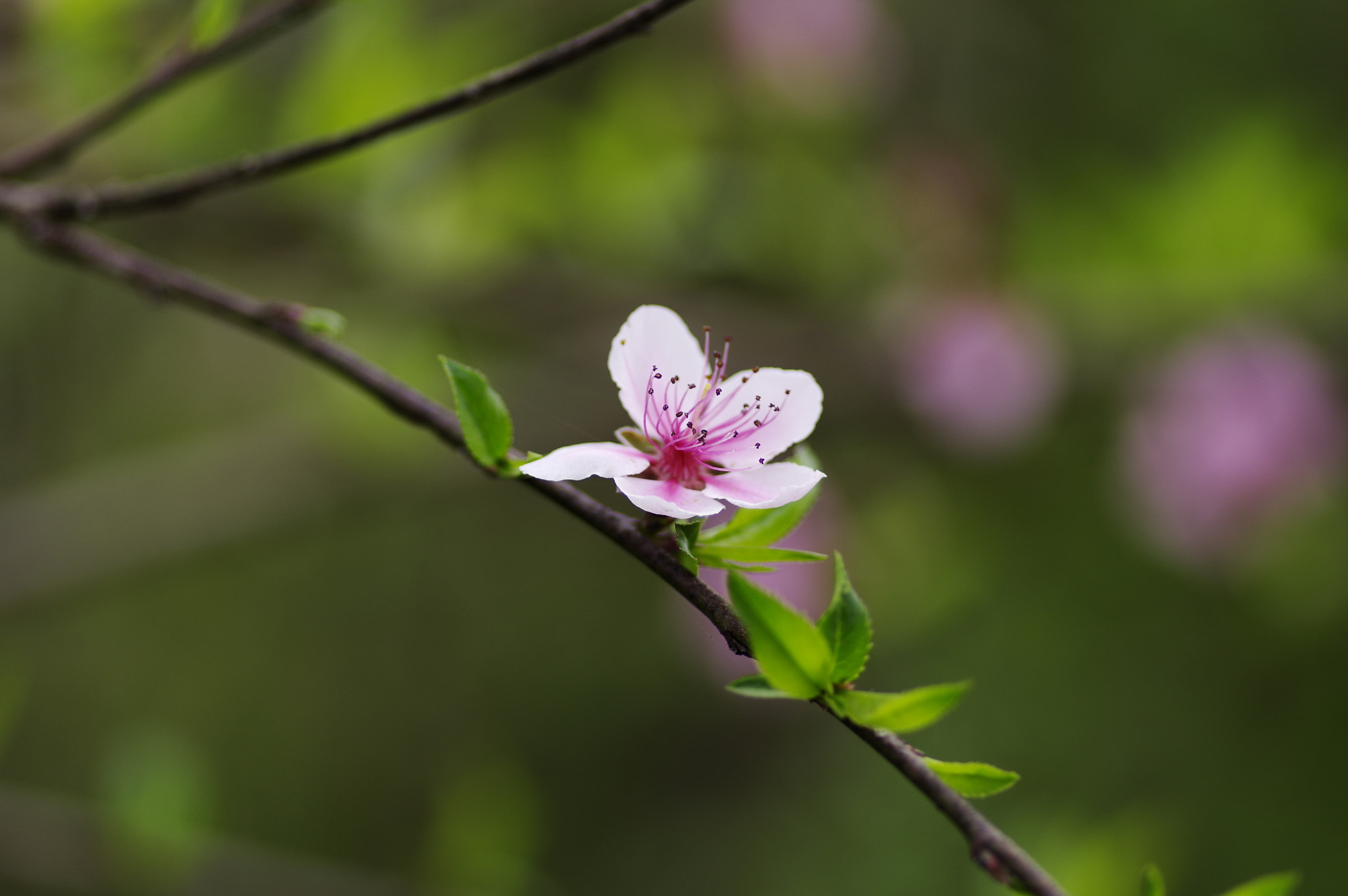 Pentax K-3 + Pentax smc D-FA 100mm F2.8 Macro WR sample photo. 初香 photography