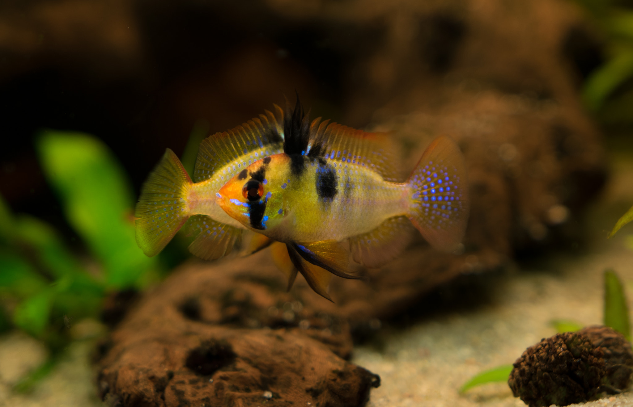 Sigma 18-35mm F1.8 DC HSM Art sample photo. Mirror fish photography