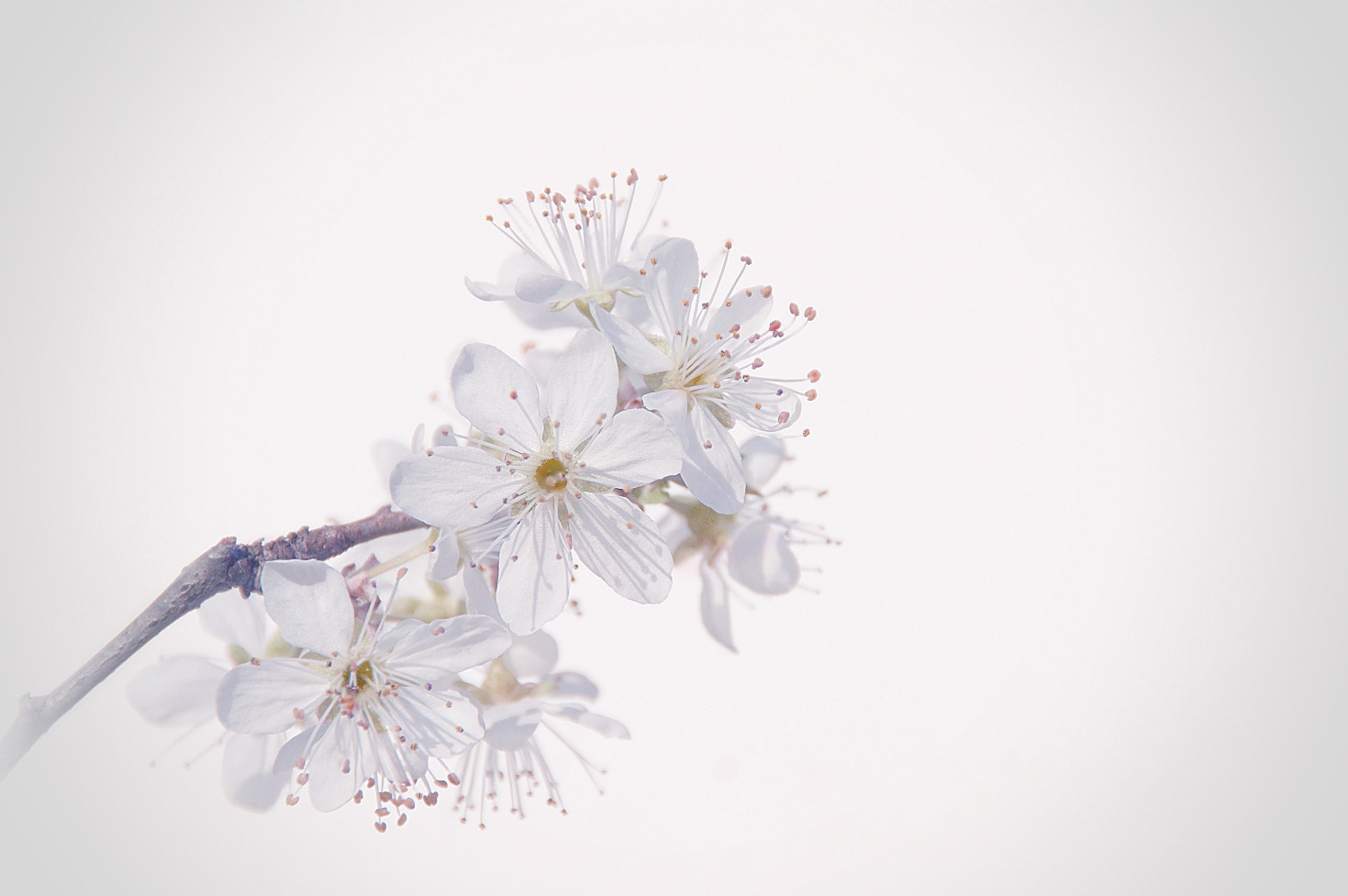 Sony DT 18-200mm F3.5-6.3 sample photo. White photography
