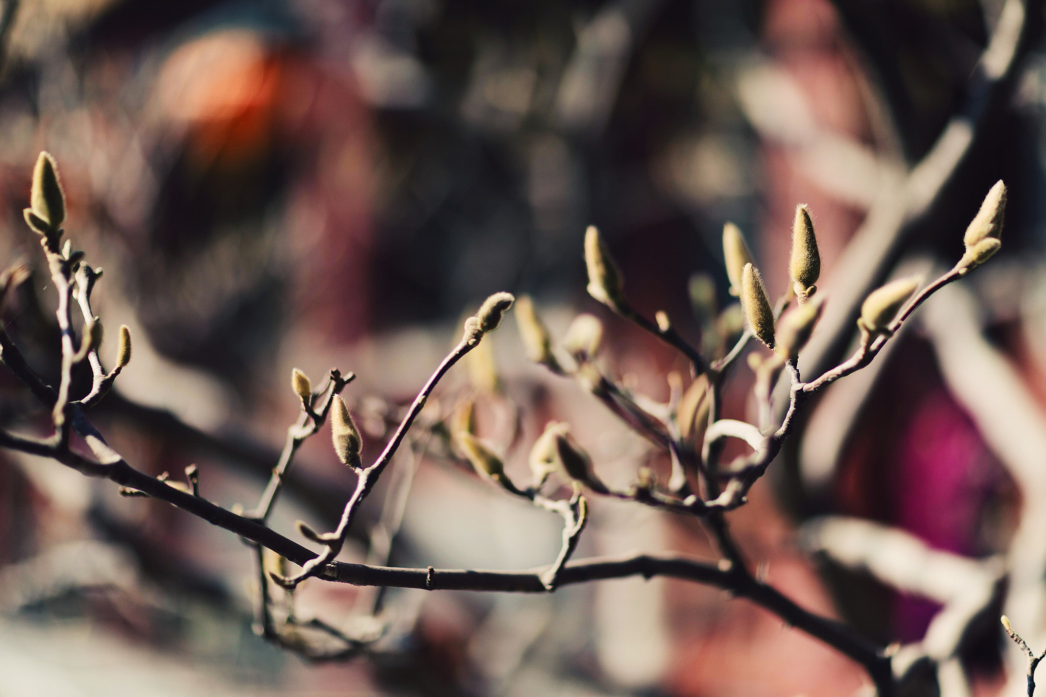 Canon EF 85mm F1.2L II USM sample photo