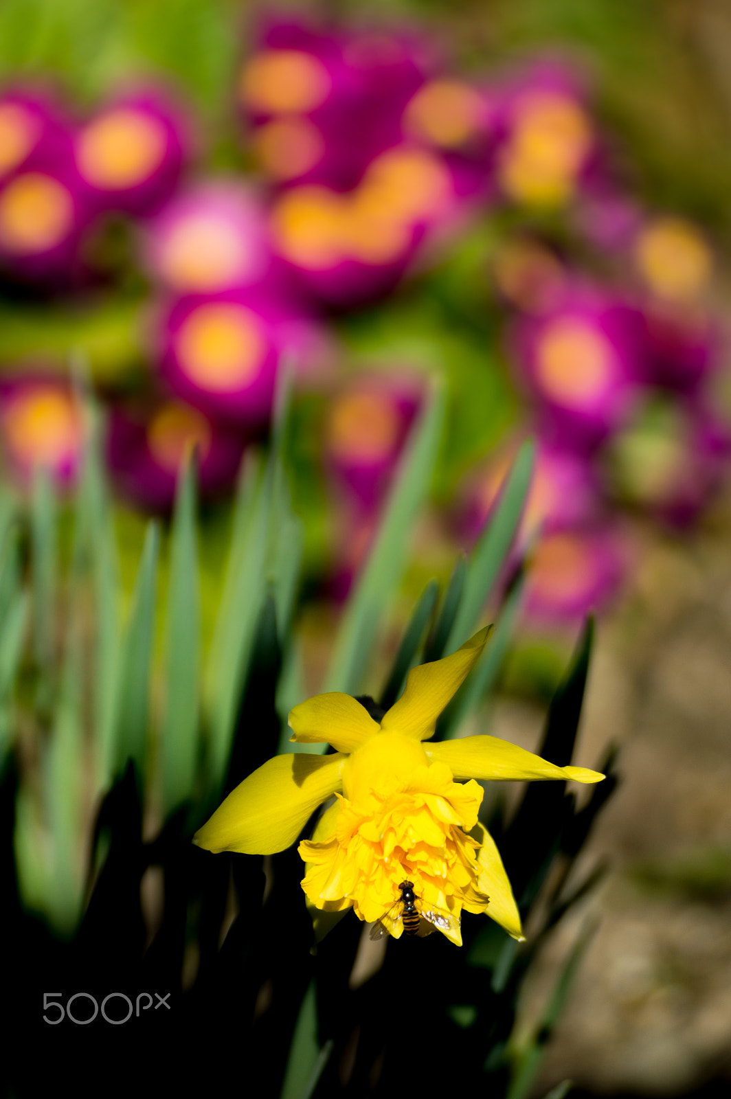 Nikon D3200 sample photo. Spring photography