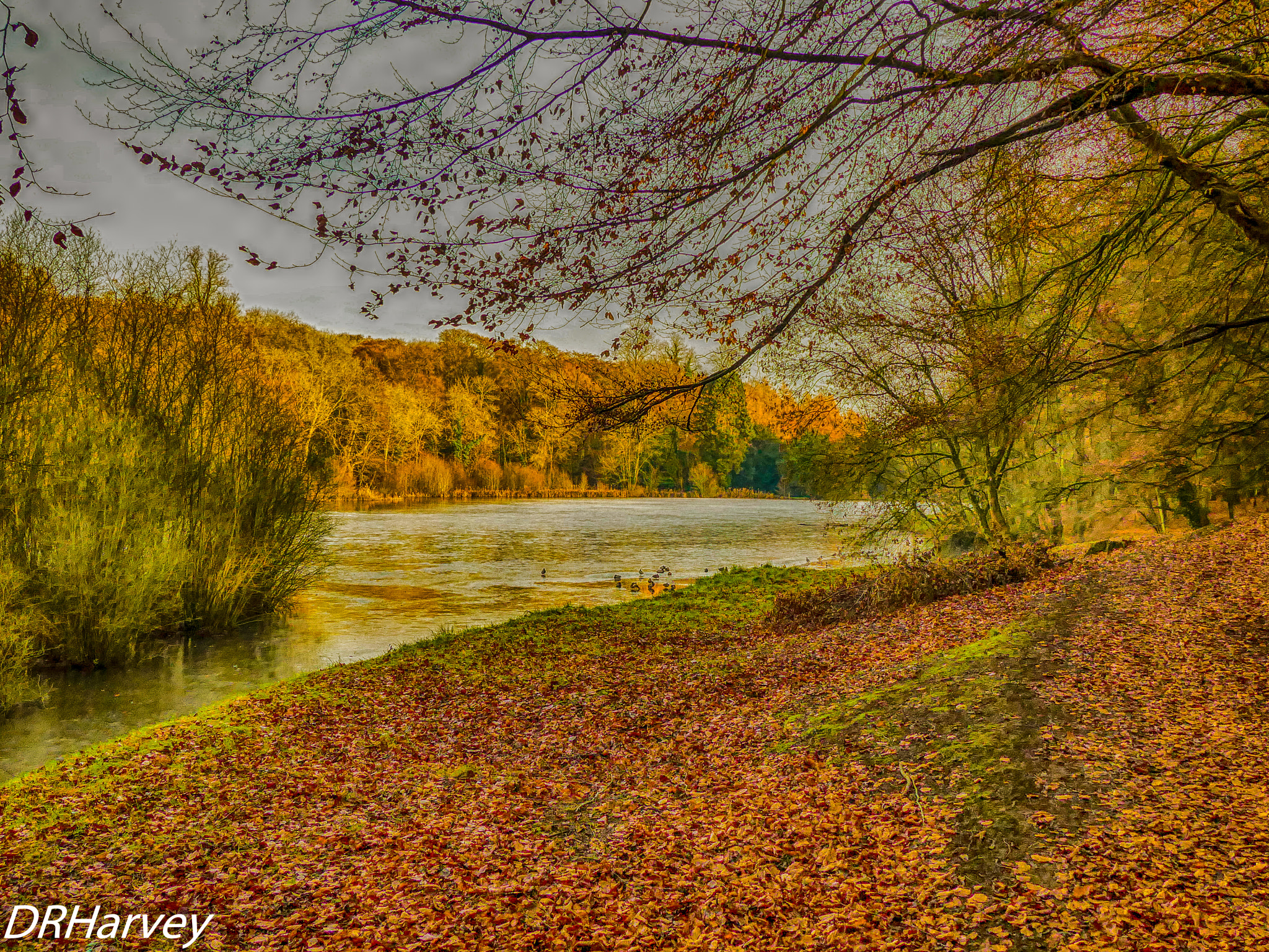 Panasonic DMC-FZ330 sample photo. Autumn days photography