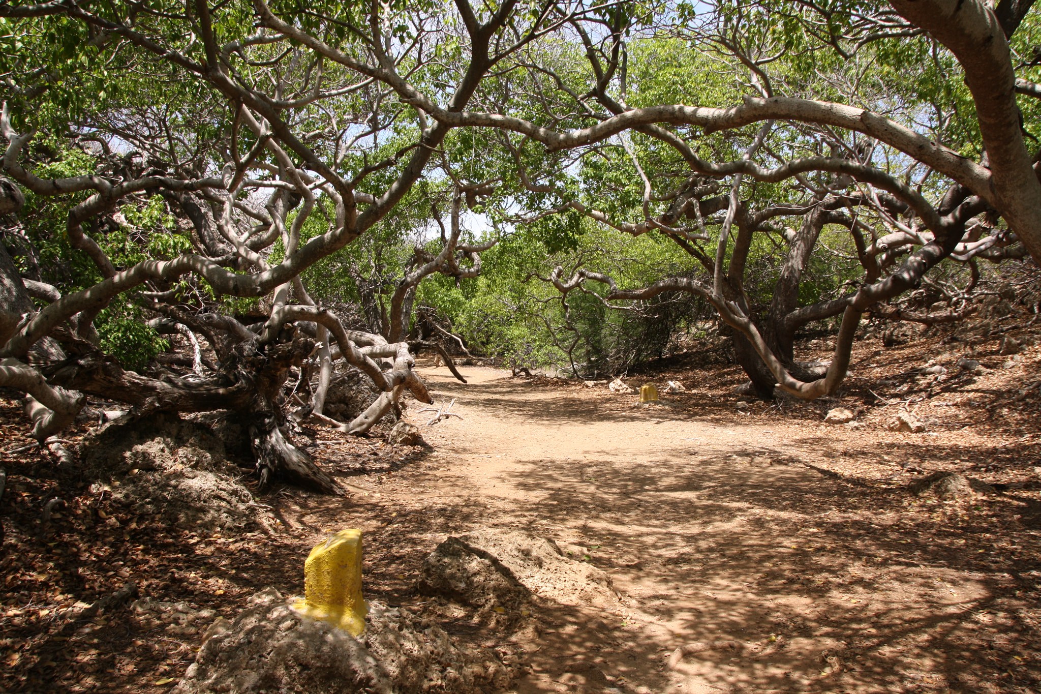Sigma 18-250mm F3.5-6.3 DC OS HSM sample photo. Shete boka national park. photography
