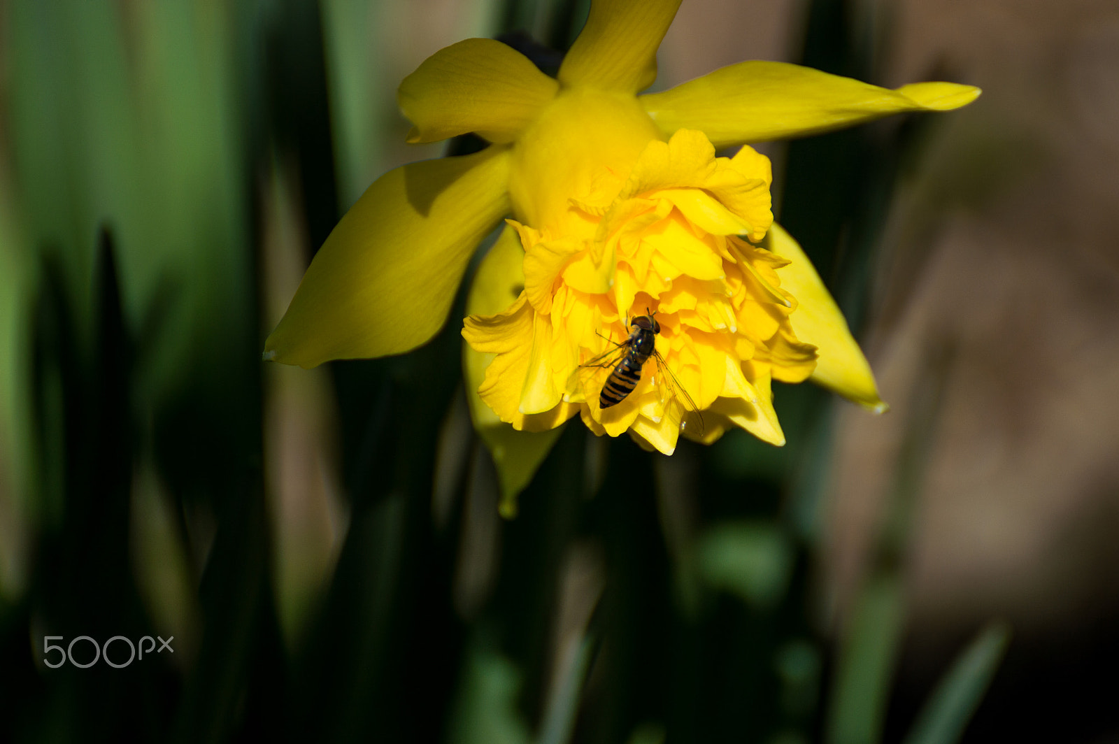 Nikon D3200 sample photo. Shadow of winter photography