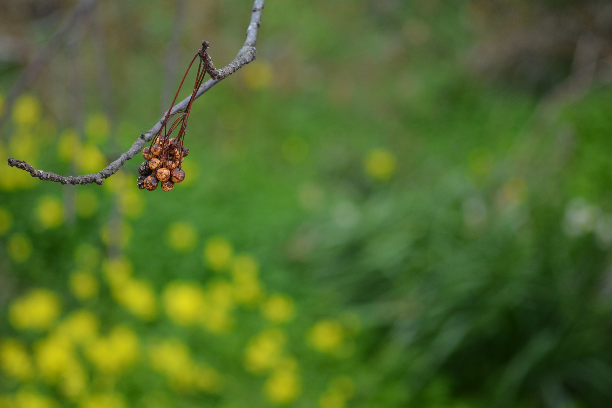 Sigma 70-300mm F4-5.6 APO DG Macro sample photo. Dsc photography