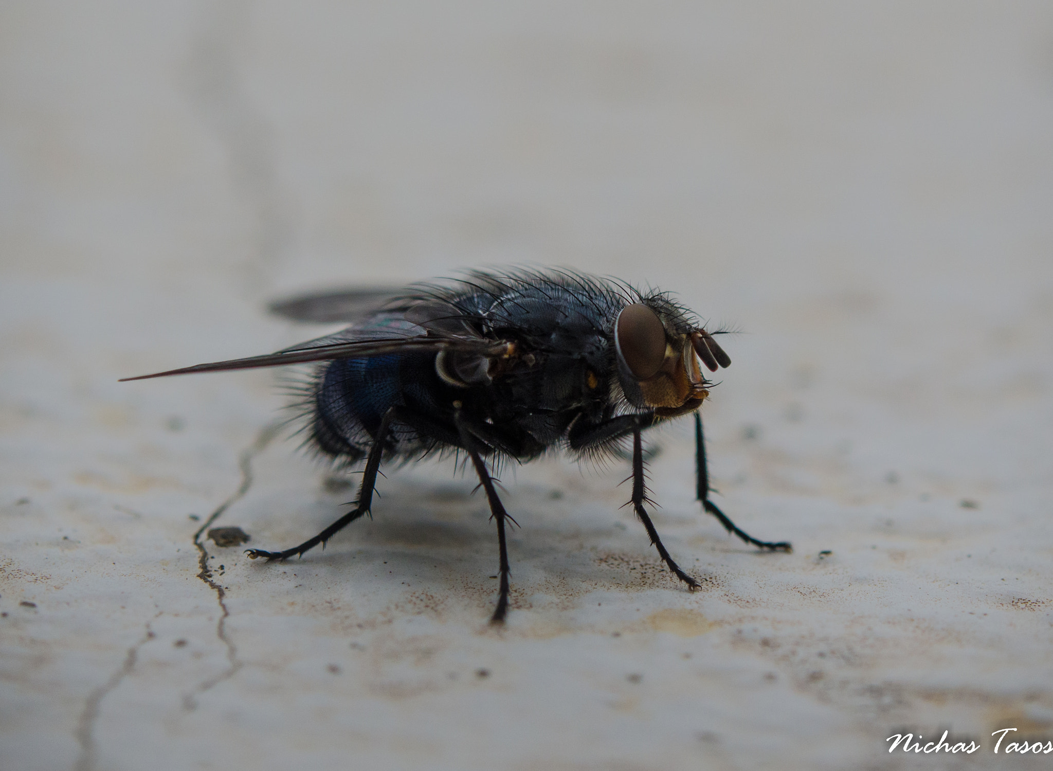 Nikon D5100 + Nikon AF-S Micro-Nikkor 60mm F2.8G ED sample photo. The fly photography