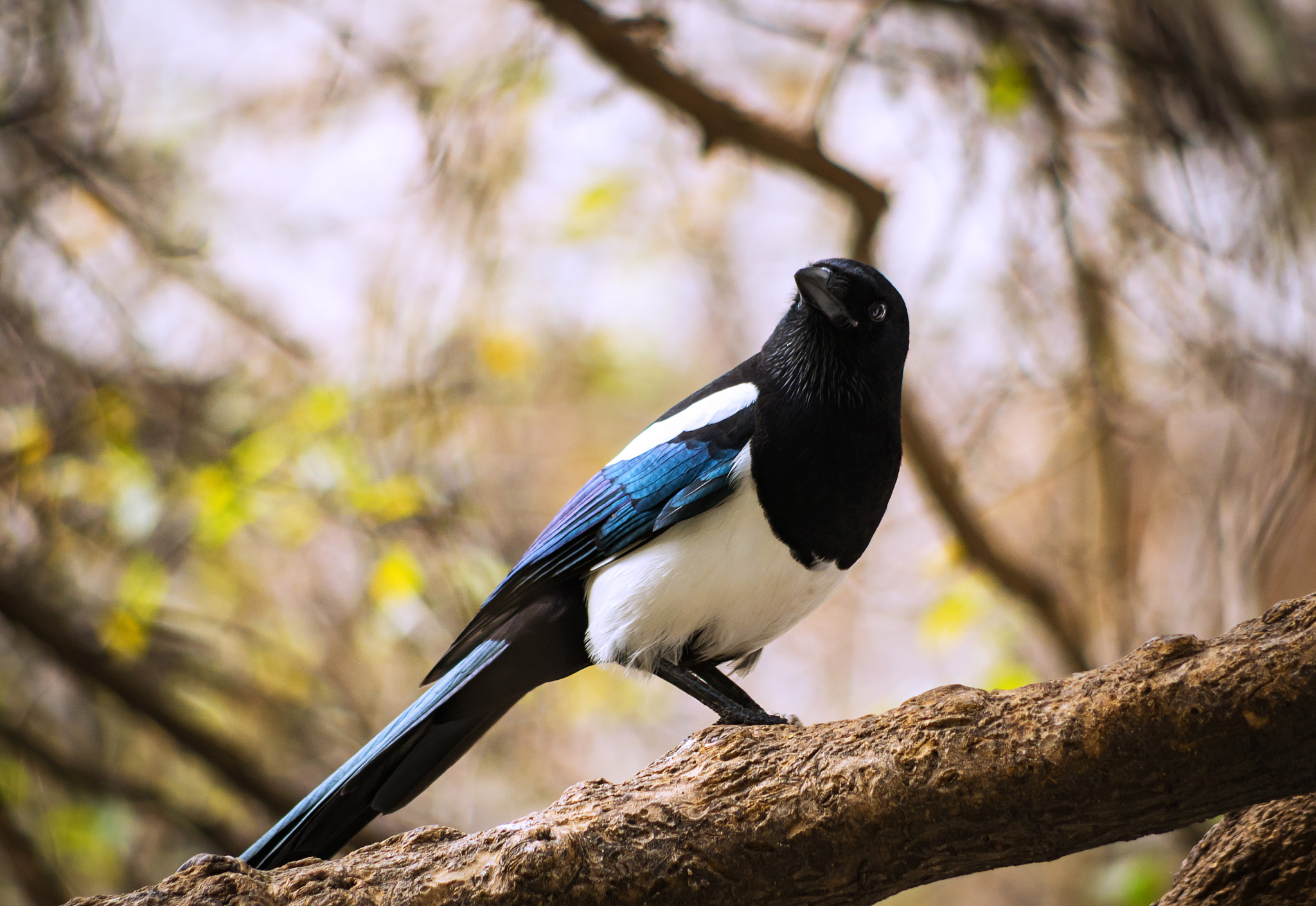 Pentax smc DA 55-300mm F4.0-5.8 ED sample photo. Bird photography