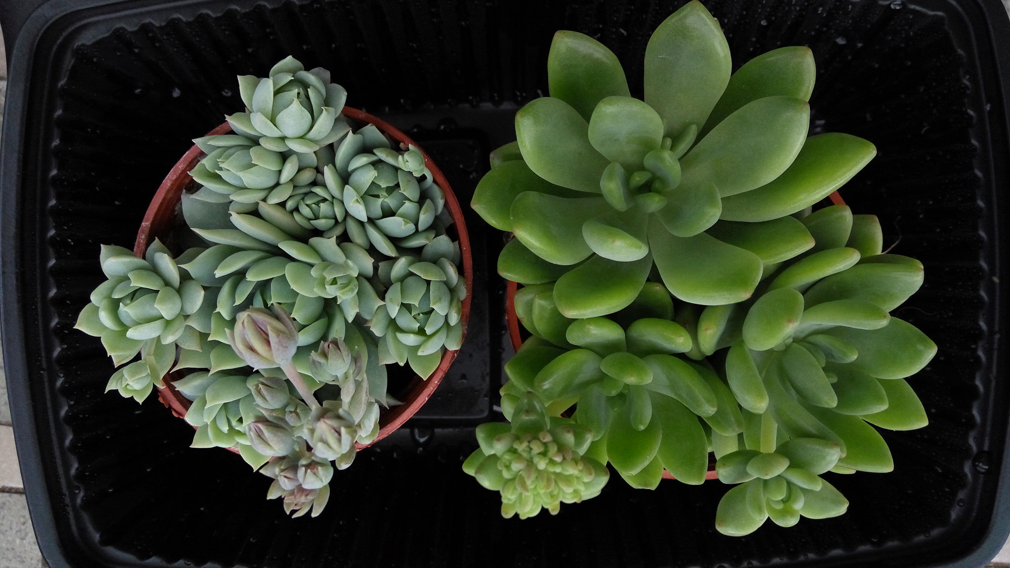 Xiaomi HM Note 2 sample photo. Green neighbours photography