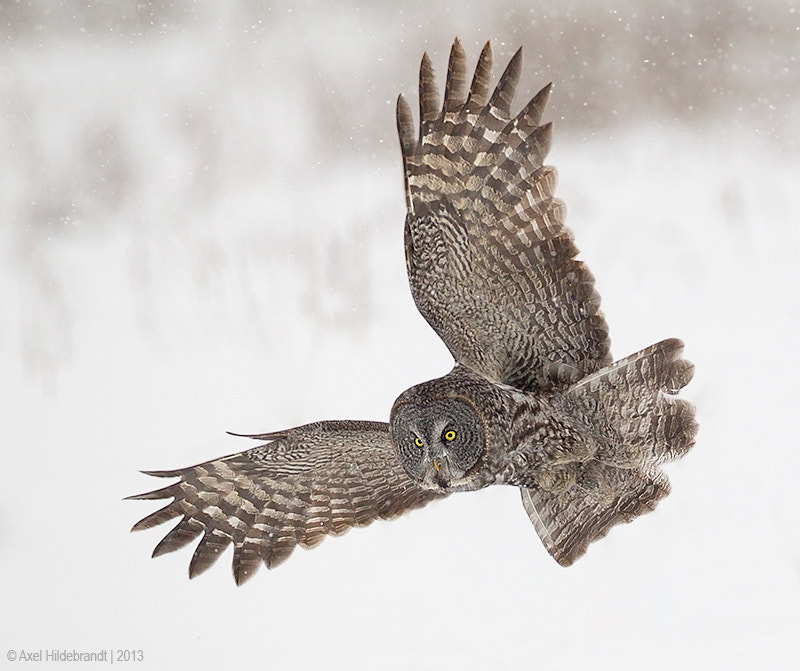 Canon EF 500mm F4L IS USM sample photo. Great gray owl photography
