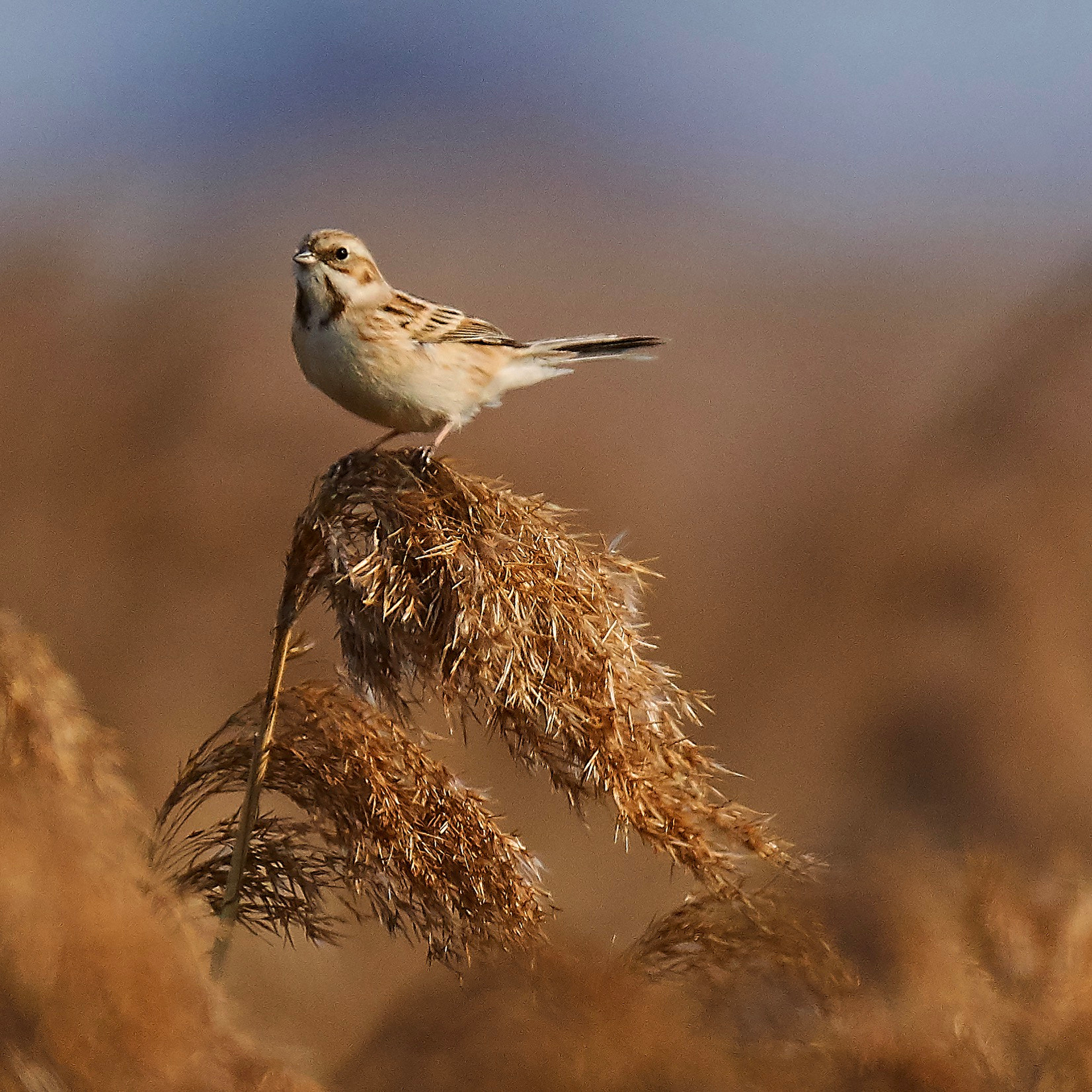 Nikon D500 sample photo. Taken on chongming island with nikon d500 and nikkor 200-500mm. photography