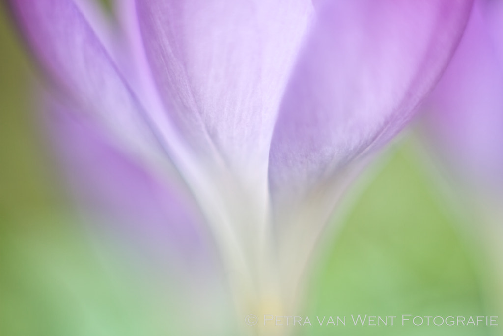 Canon EF 35-80mm f/4-5.6 sample photo. Dreamy photography