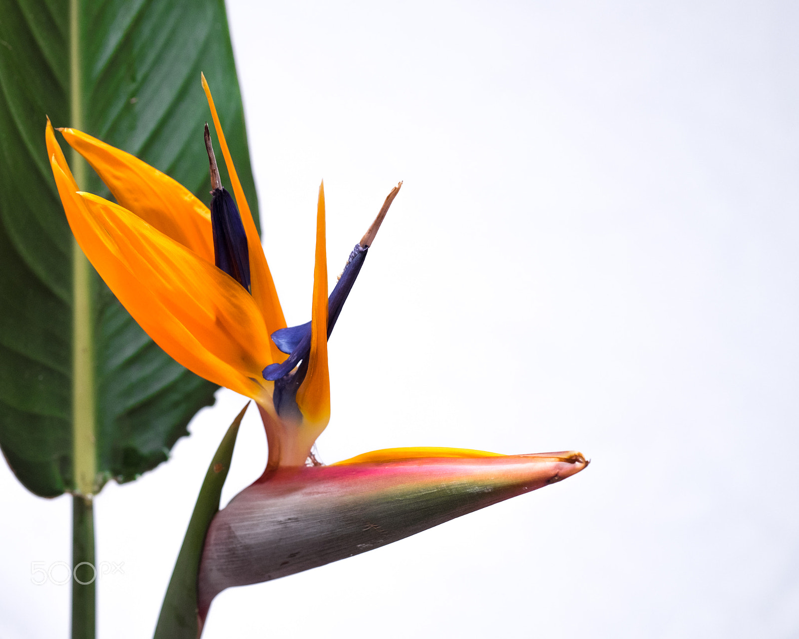 Fujifilm X-T1 + Fujifilm XF 60mm F2.4 R Macro sample photo. Strelitzia 1 photography