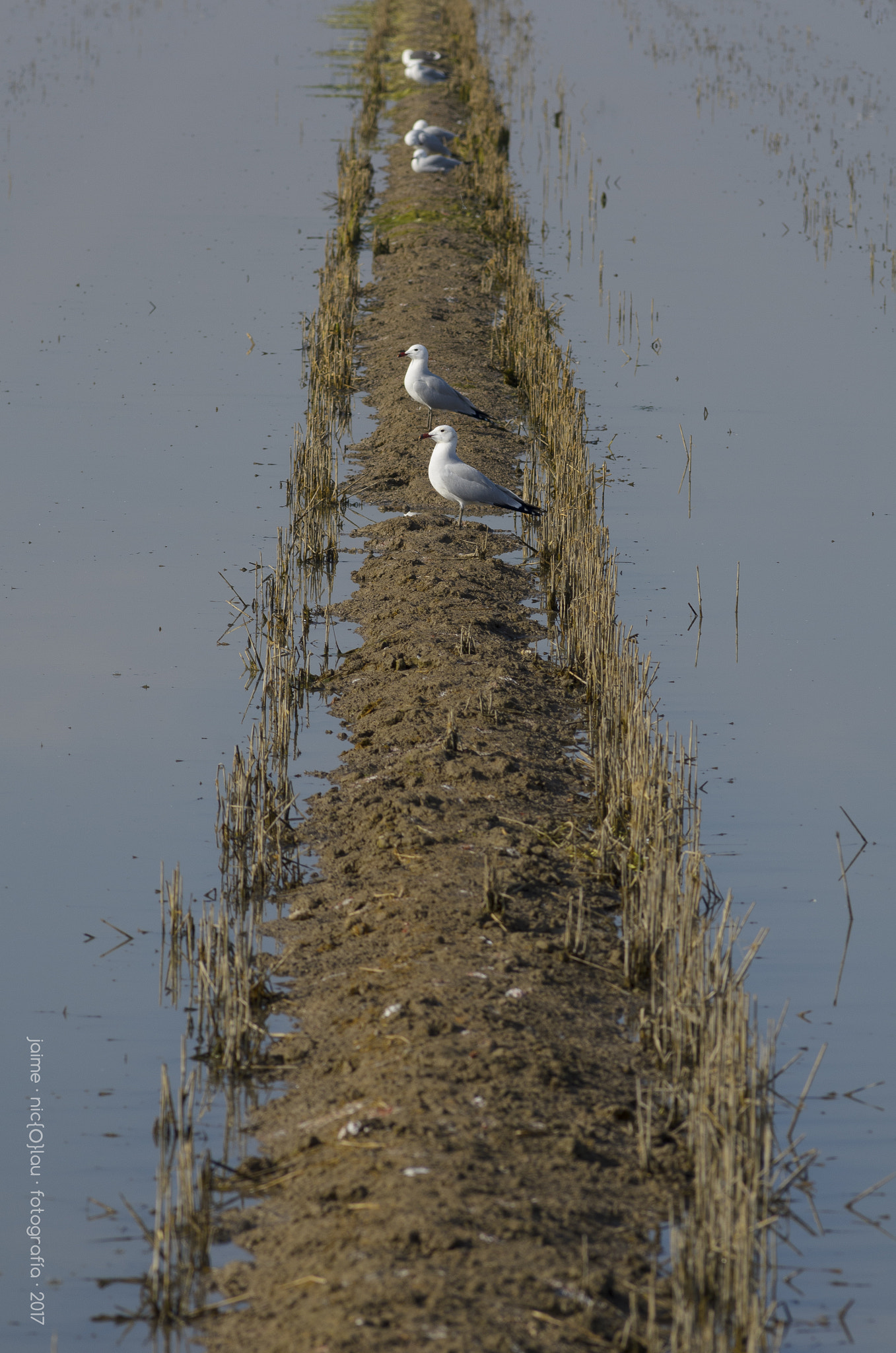 AF Nikkor 180mm f/2.8 IF-ED sample photo. Gaviotas en eje photography