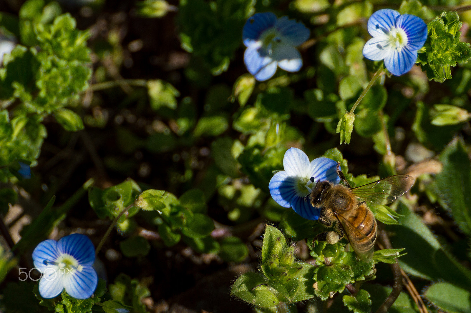 Nikon D3200 sample photo. Bee photography