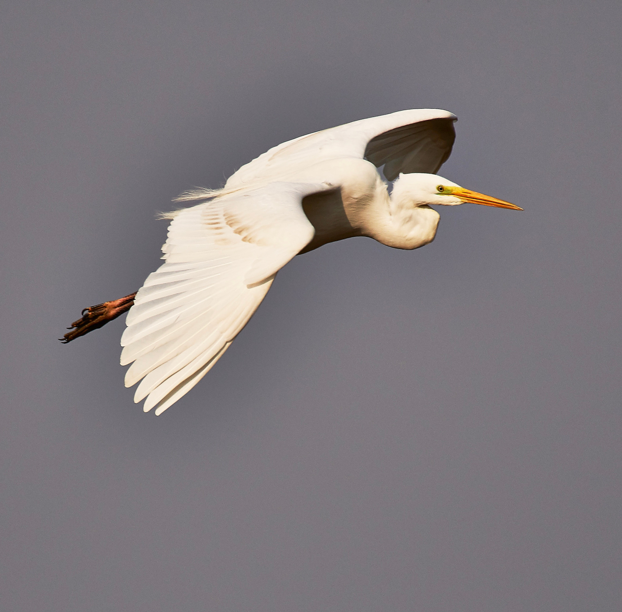 Nikon AF-S Nikkor 200-500mm F5.6E ED VR sample photo. Taken on chongming island with nikon d500 and nikkor 200-500mm. photography