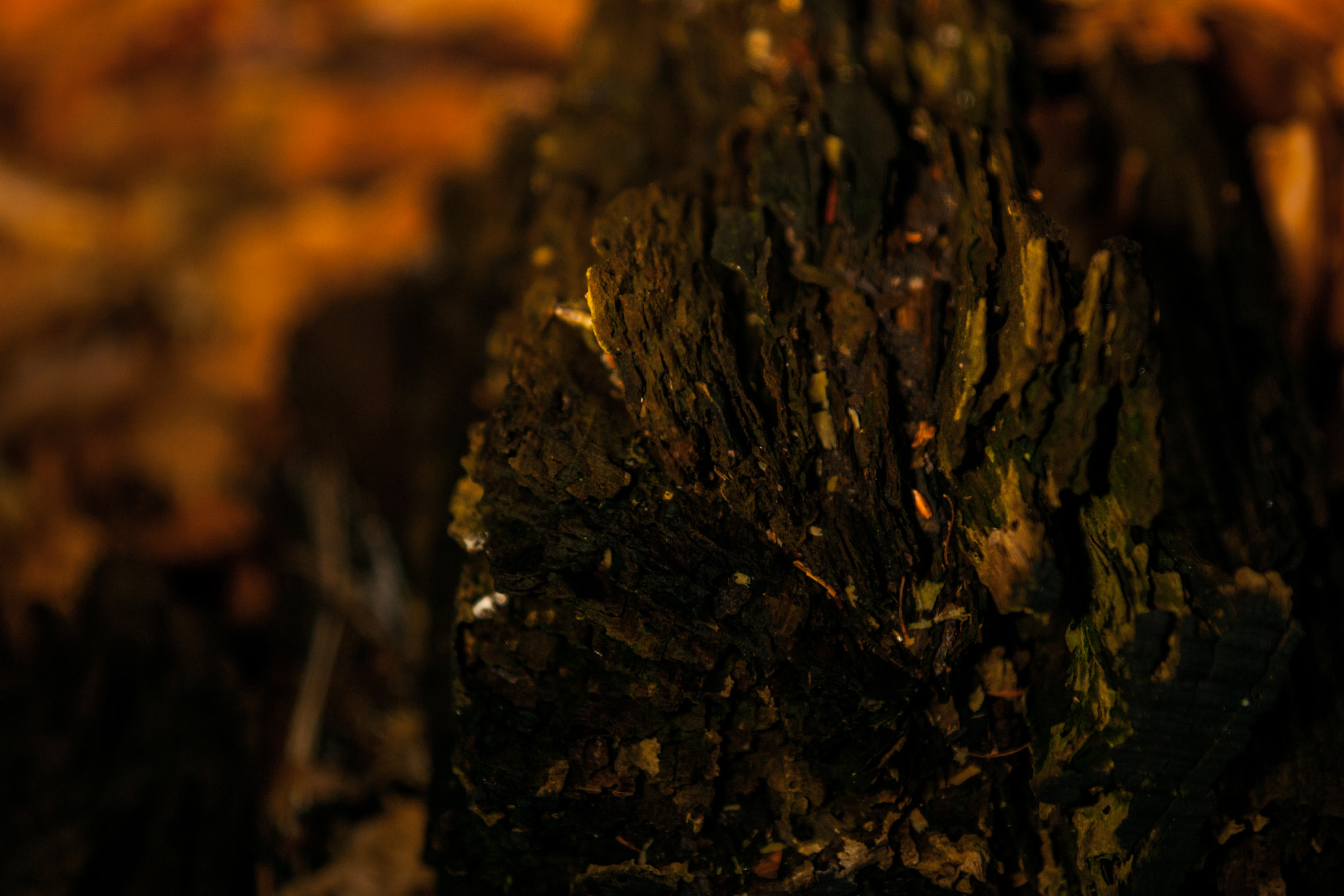 Sony Alpha DSLR-A700 sample photo. Træ ælde photography