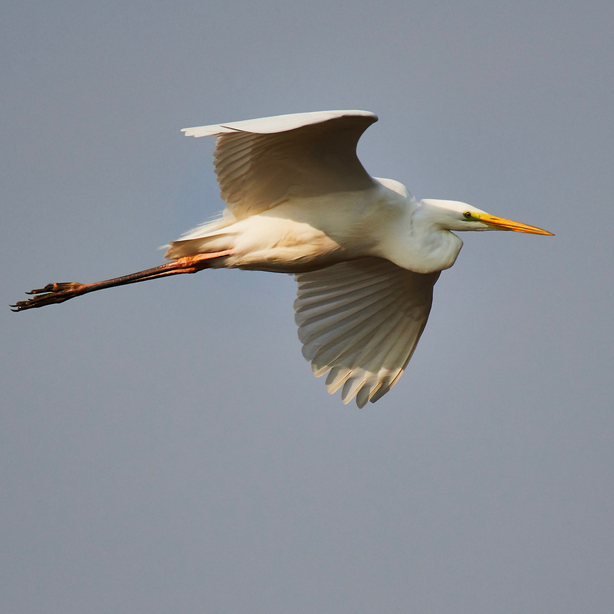 Nikon AF-S Nikkor 200-500mm F5.6E ED VR sample photo. Taken on chongming island with nikon d500 and nikkor 200-500mm. photography