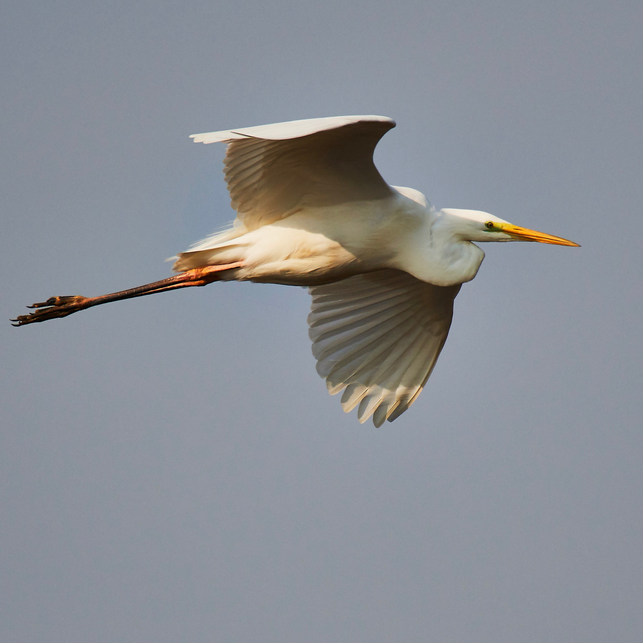 Nikon D500 sample photo. Taken on chongming island with nikon d500 and nikkor 200-500mm. photography