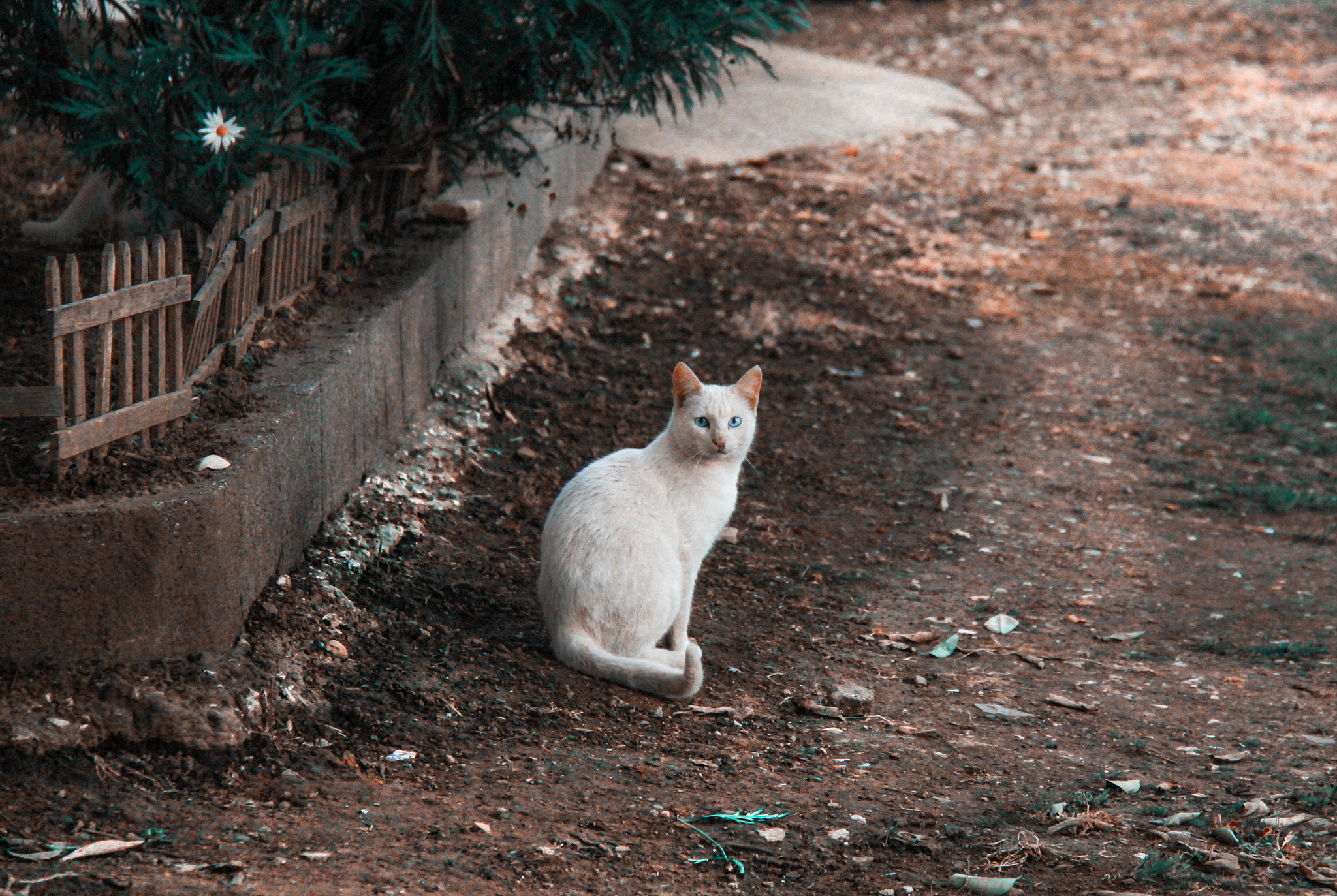 Canon EF-S 18-200mm F3.5-5.6 IS sample photo. Cat photography
