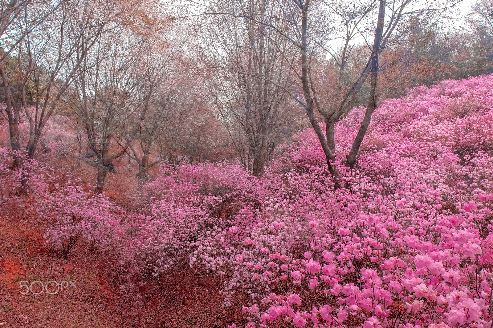 Fujifilm XC 16-50mm F3.5-5.6 OIS sample photo. Deamy pink photography