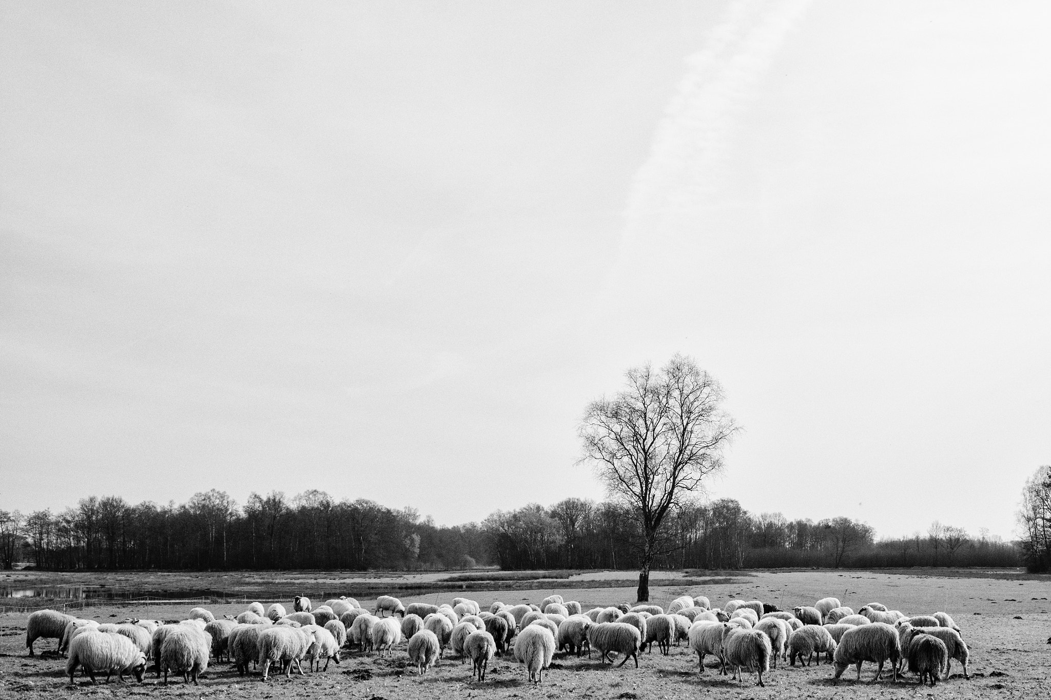Sony a6300 sample photo. Flock of sheep, hexelerweg, nijverdal, the netherlands photography