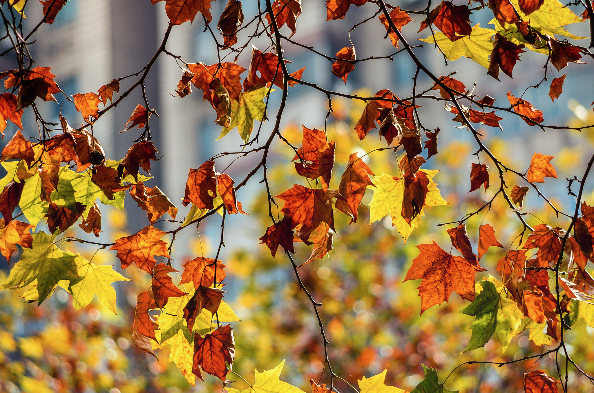Pentax smc DA 55-300mm F4.0-5.8 ED sample photo. Leaf photography