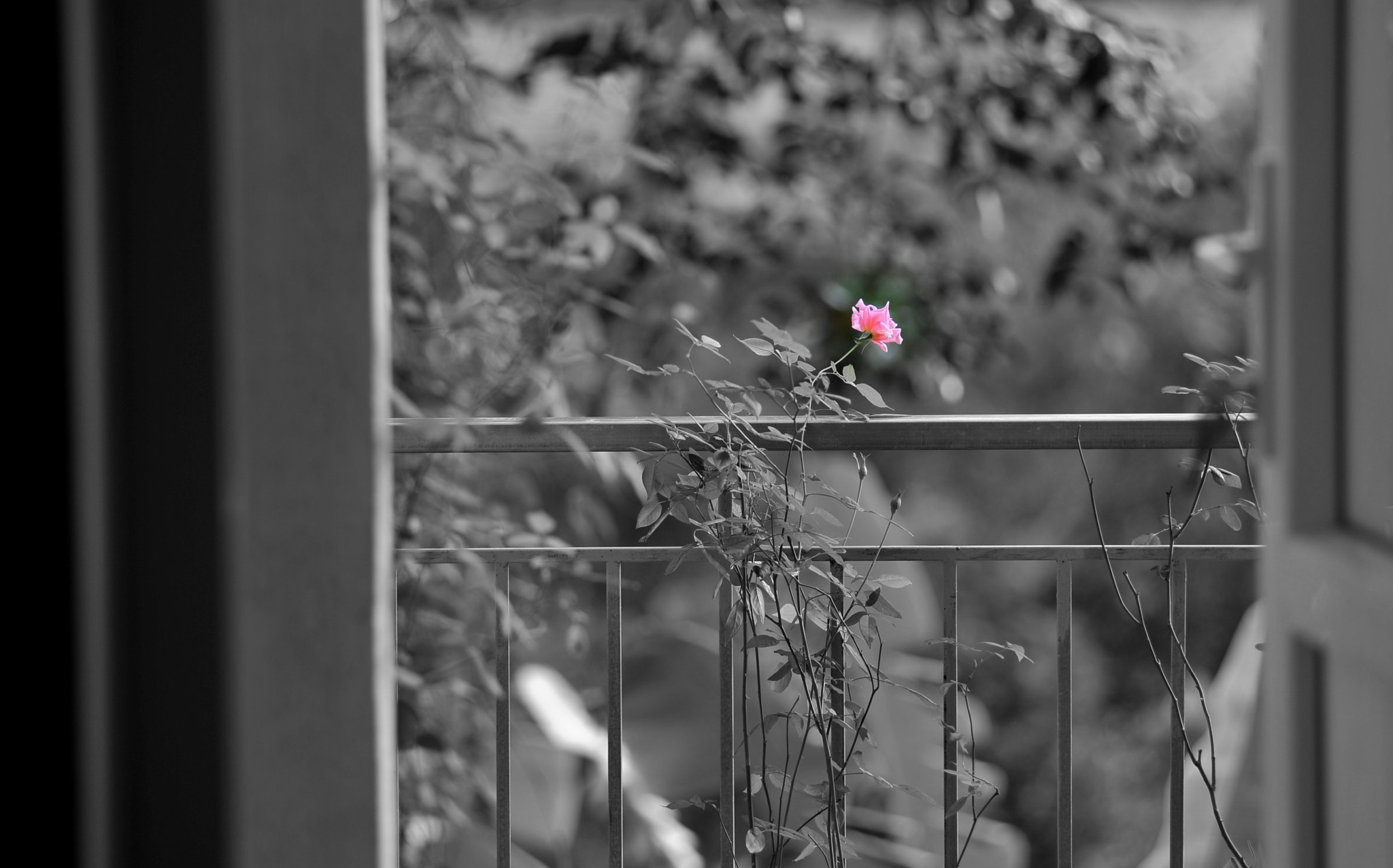 Nikon D3 sample photo. Little flower photography
