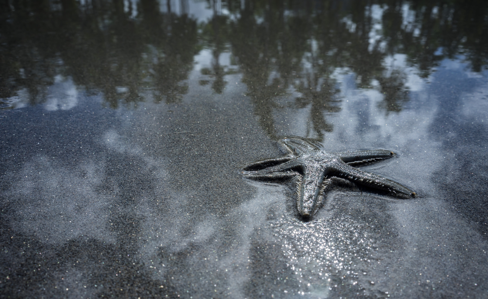 Sony a7 II sample photo. Starfish & reflrection photography