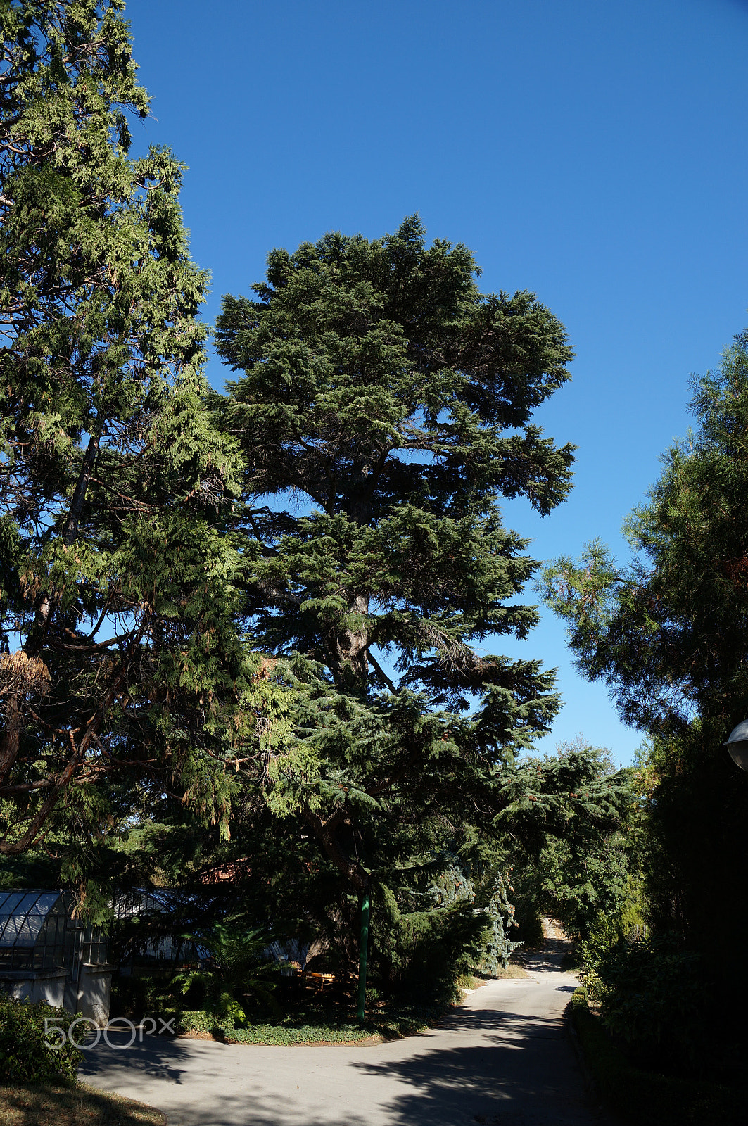 Sony DT 18-135mm F3.5-5.6 SAM sample photo. Big tree 2 photography