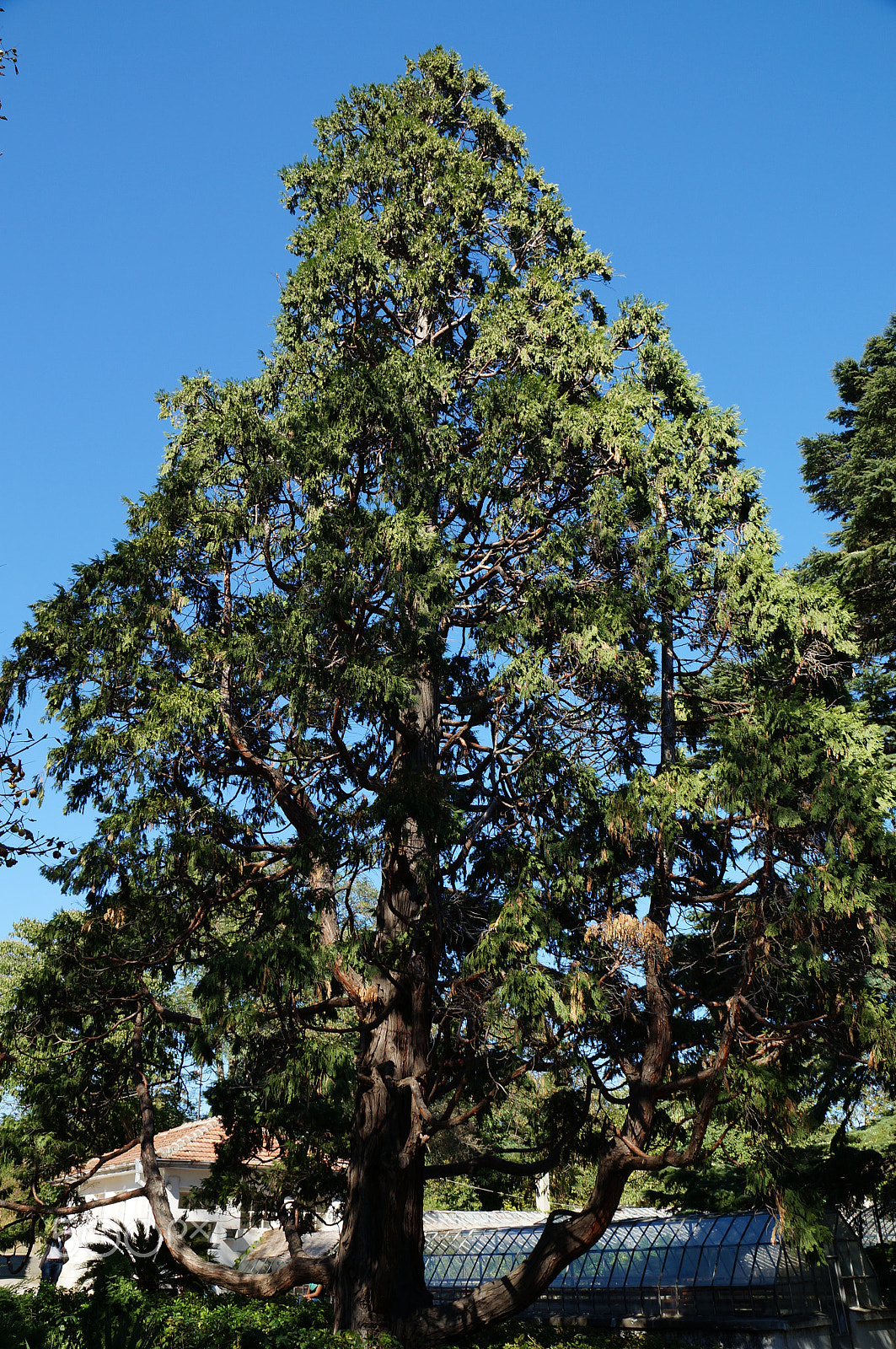 Sony DT 18-135mm F3.5-5.6 SAM sample photo. Big tree photography