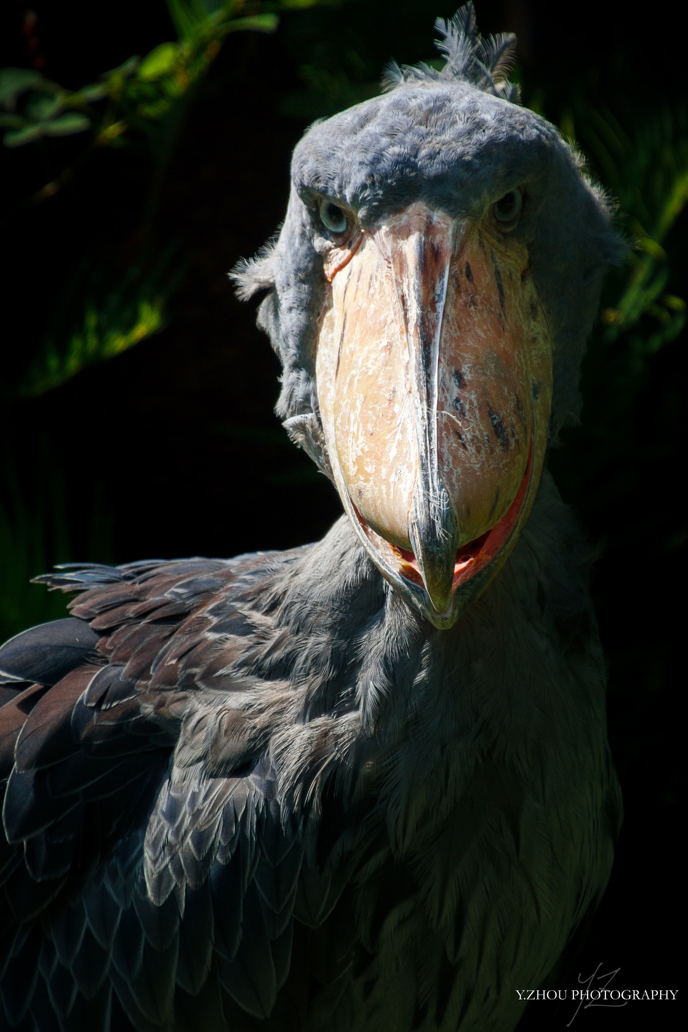 Canon EOS 60D sample photo. Shoebill photography