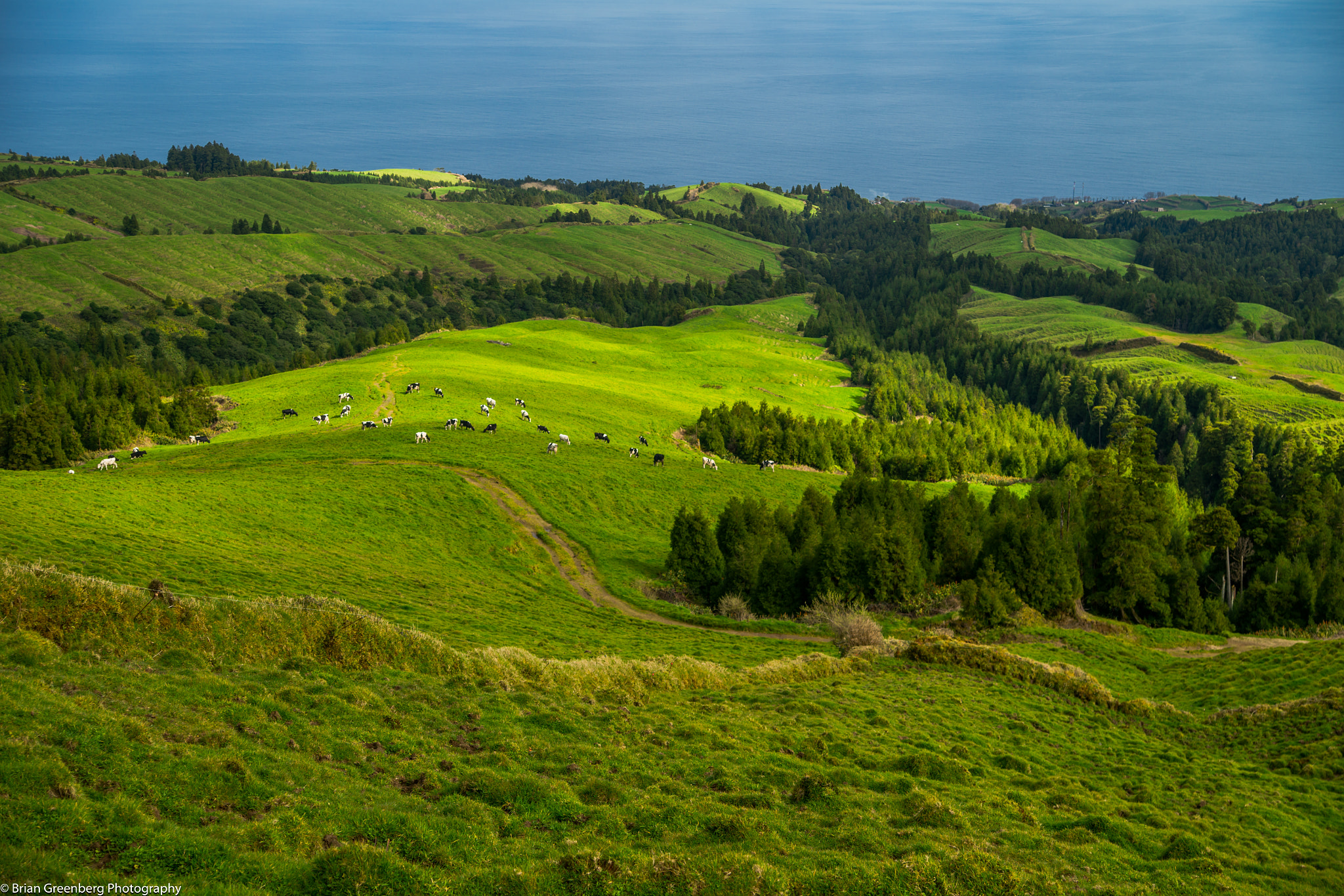 Sony a99 II + Sigma 17-70mm F2.8-4.5 (D) sample photo. The cows of the azores photography