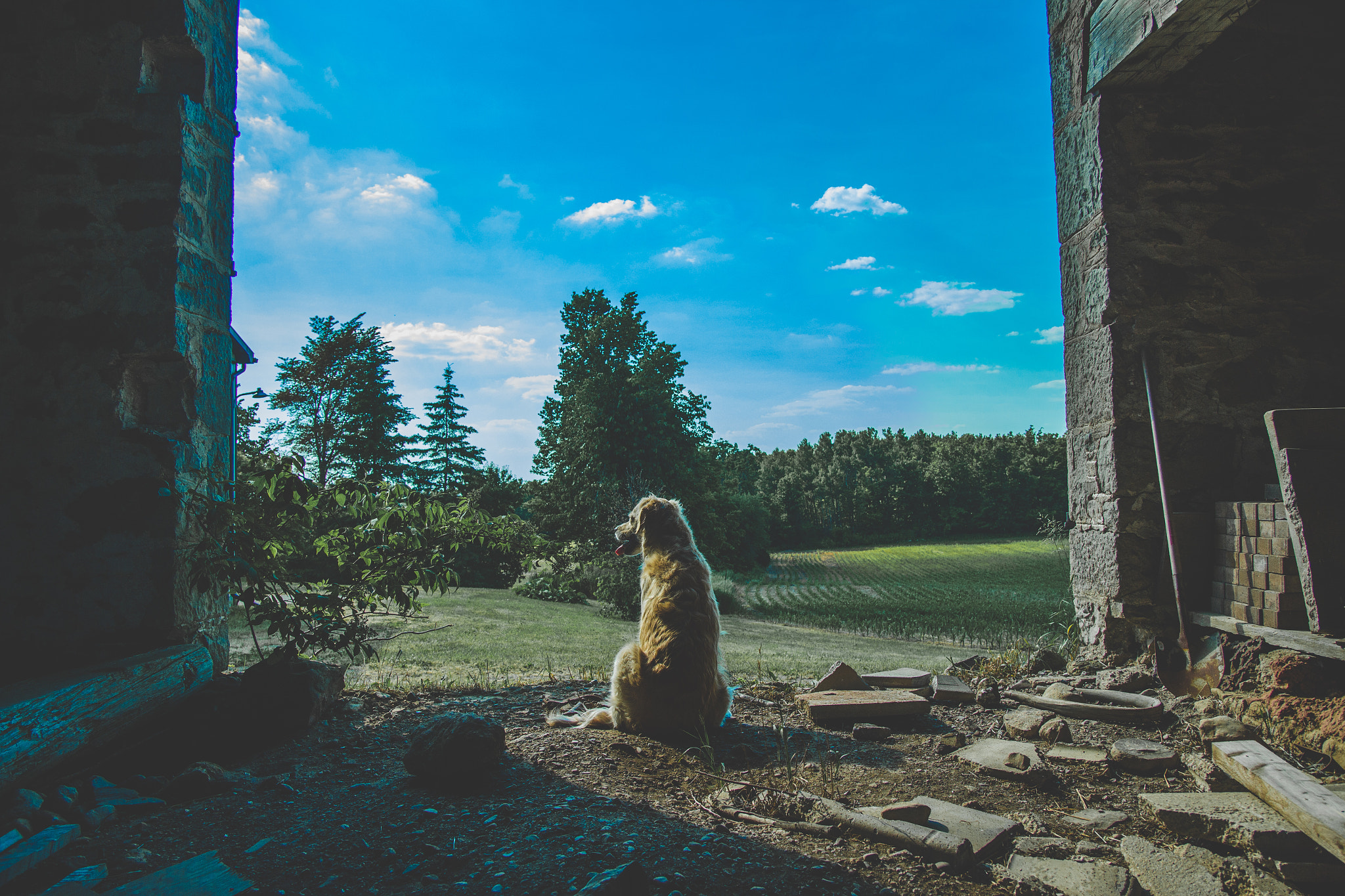 Canon EF-S 17-55mm F2.8 IS USM sample photo. City dog in the country  photography