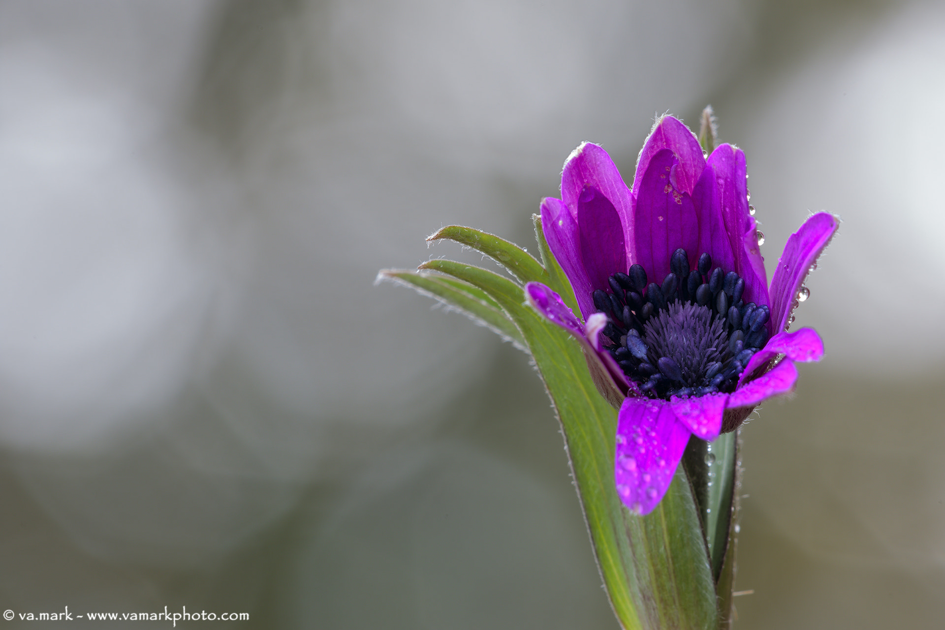 Canon EF 180mm F3.5L Macro USM sample photo. Anemone photography