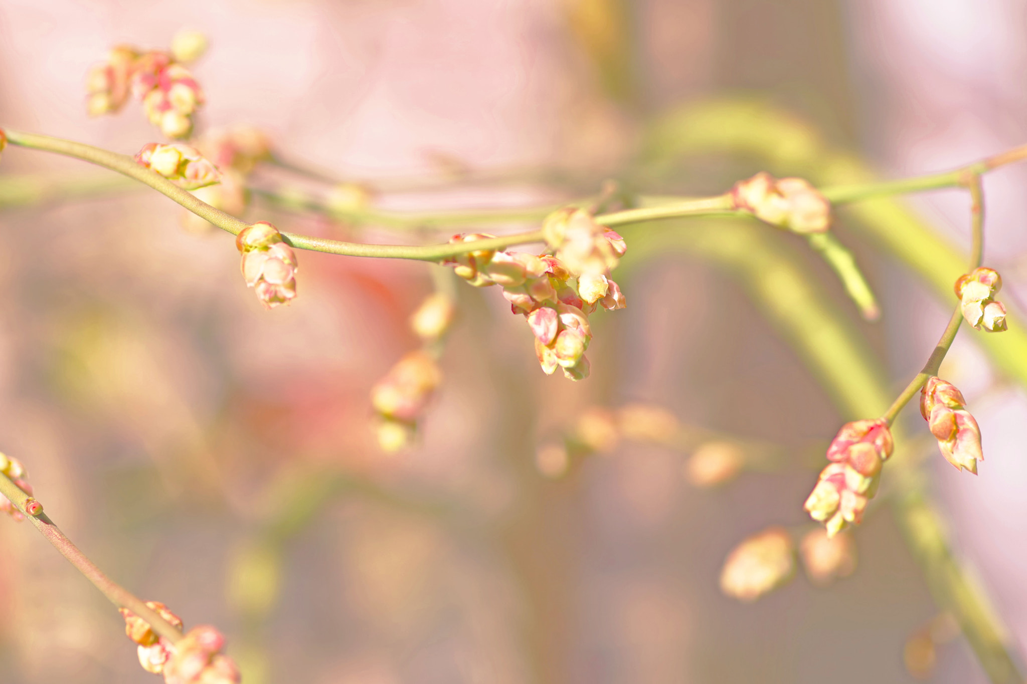 Pentax smc D-FA 100mm F2.8 Macro WR sample photo. Comming soon! photography