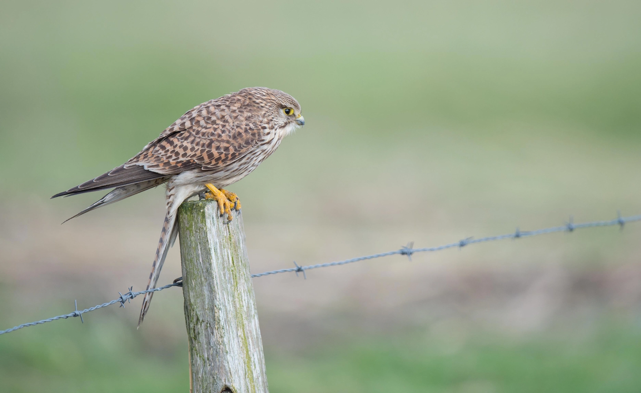 Nikon D4 + Nikon AF-S Nikkor 500mm F4G ED VR sample photo. Torenvalk - kestrel photography