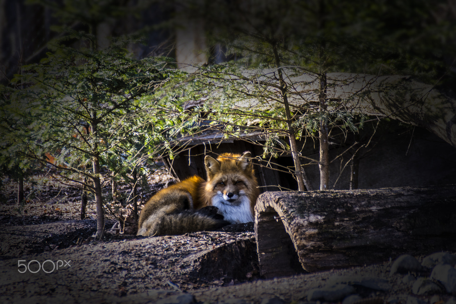 Nikon D7200 sample photo. Red fox photography