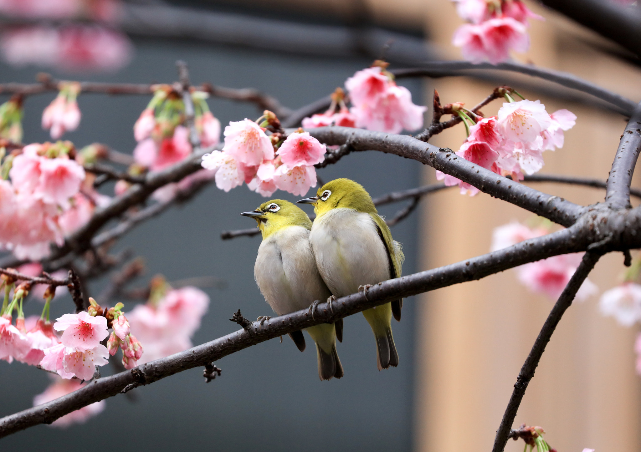 Canon EOS 5DS sample photo. Twins photography