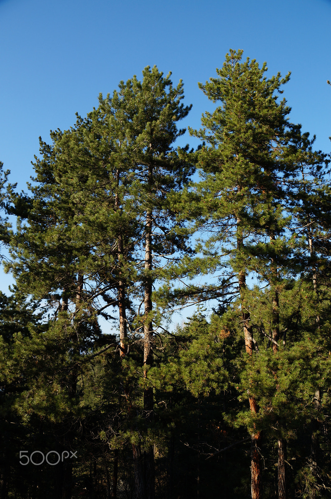 Sony DT 18-135mm F3.5-5.6 SAM sample photo. Forest in aprl photography