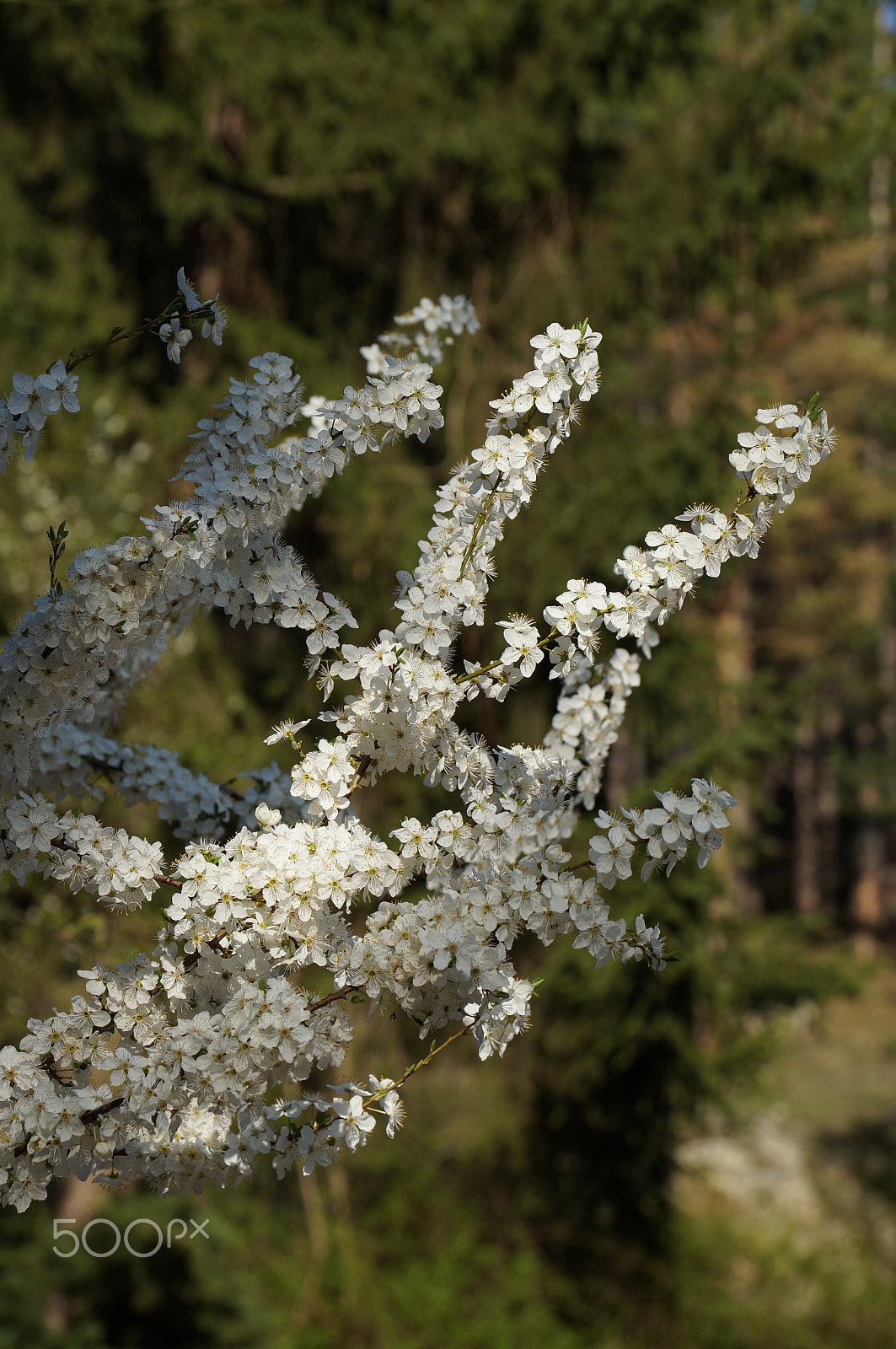 Sony DT 18-135mm F3.5-5.6 SAM sample photo. Blooming tree photography
