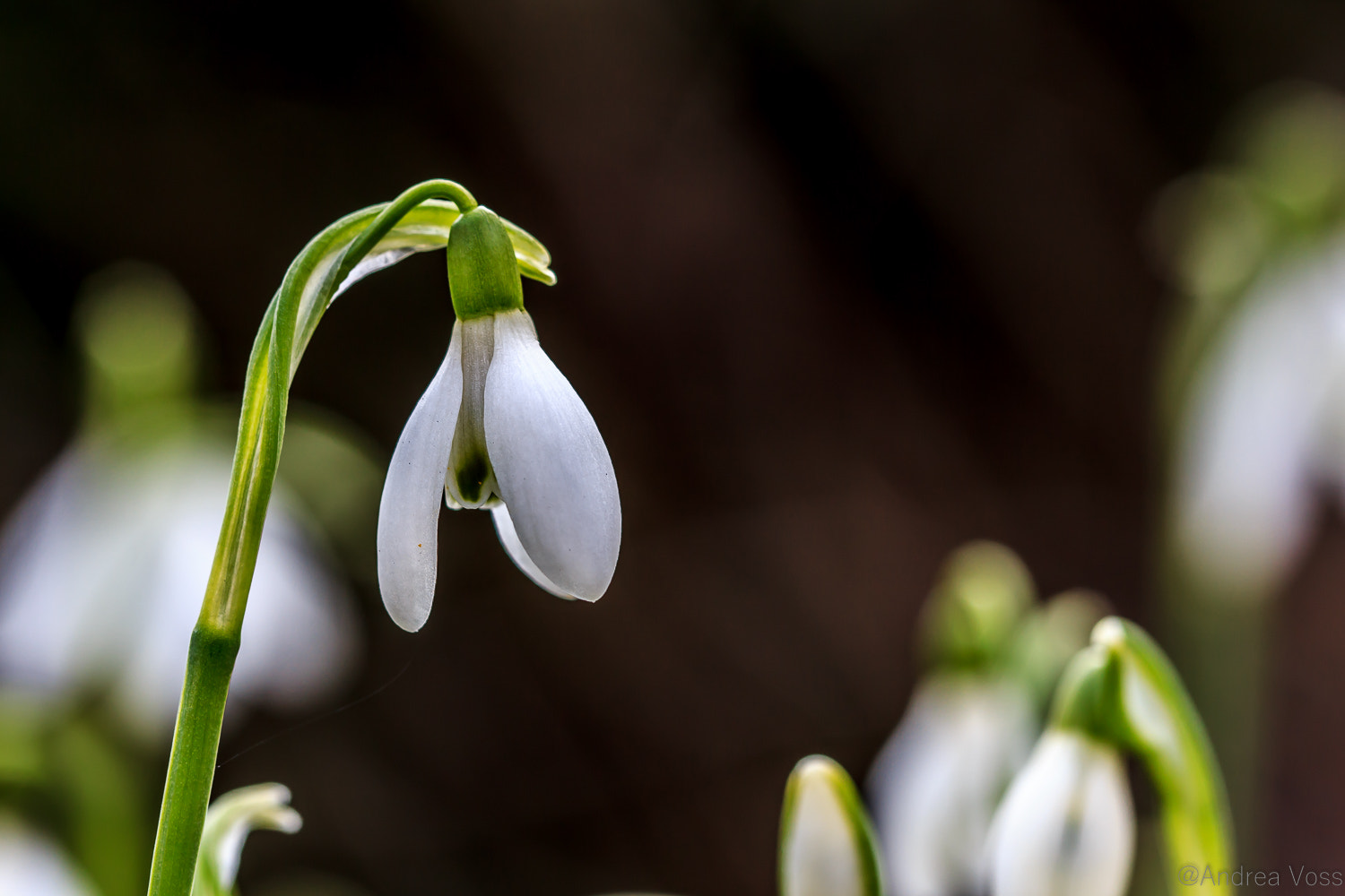 Canon EF 100mm F2.8L Macro IS USM sample photo. Spring photography